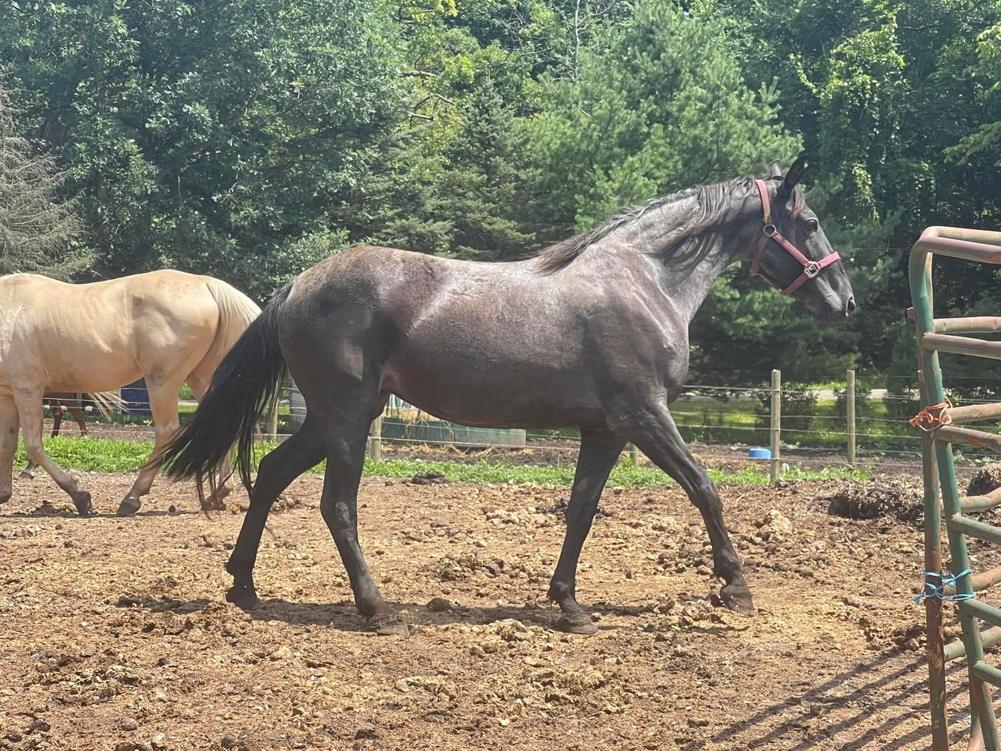 11yr old 16hh HZ roan mare, reg & green 