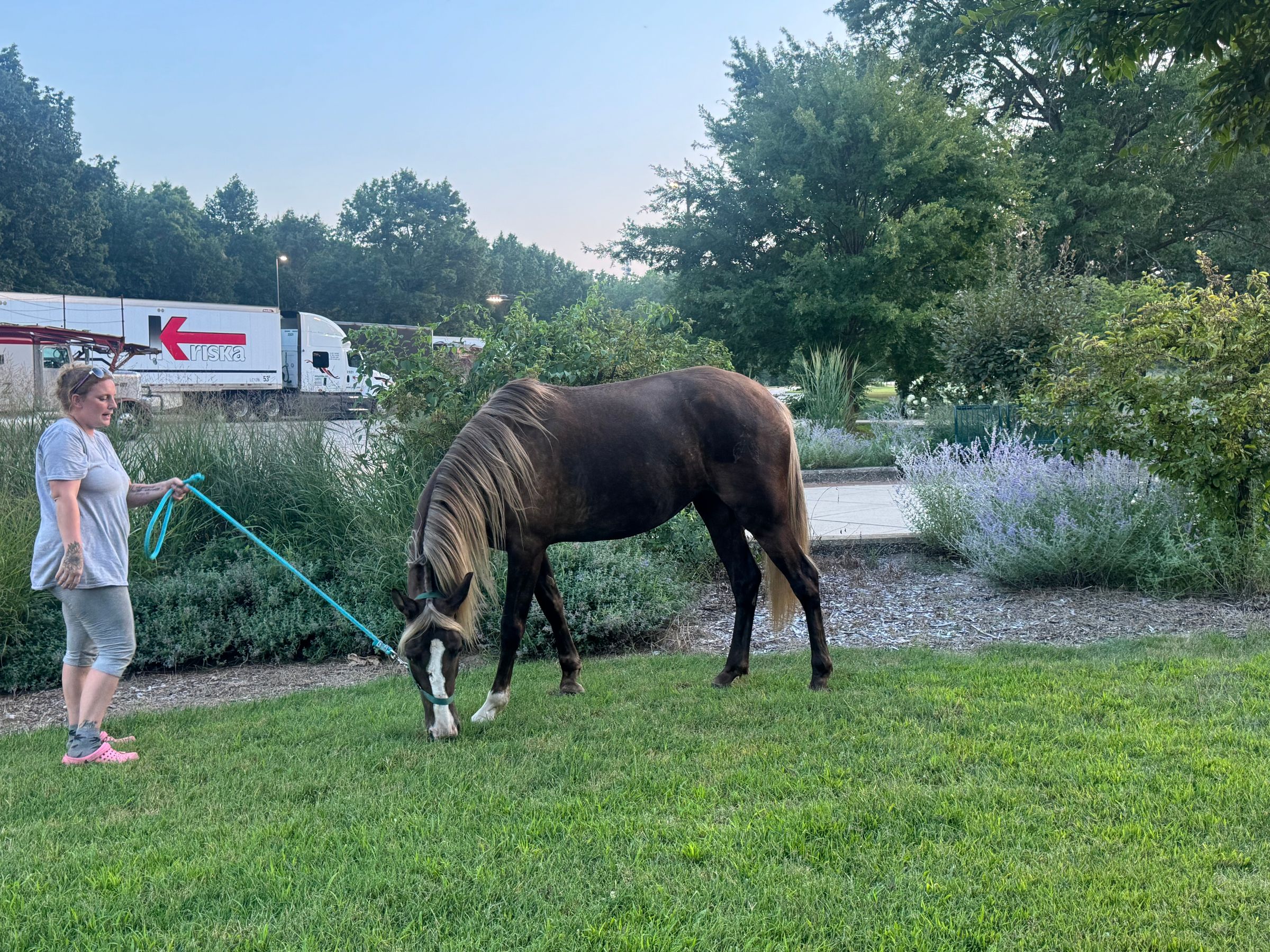 6yr old 15’2hh reg silver black mare broke for intermediate rider