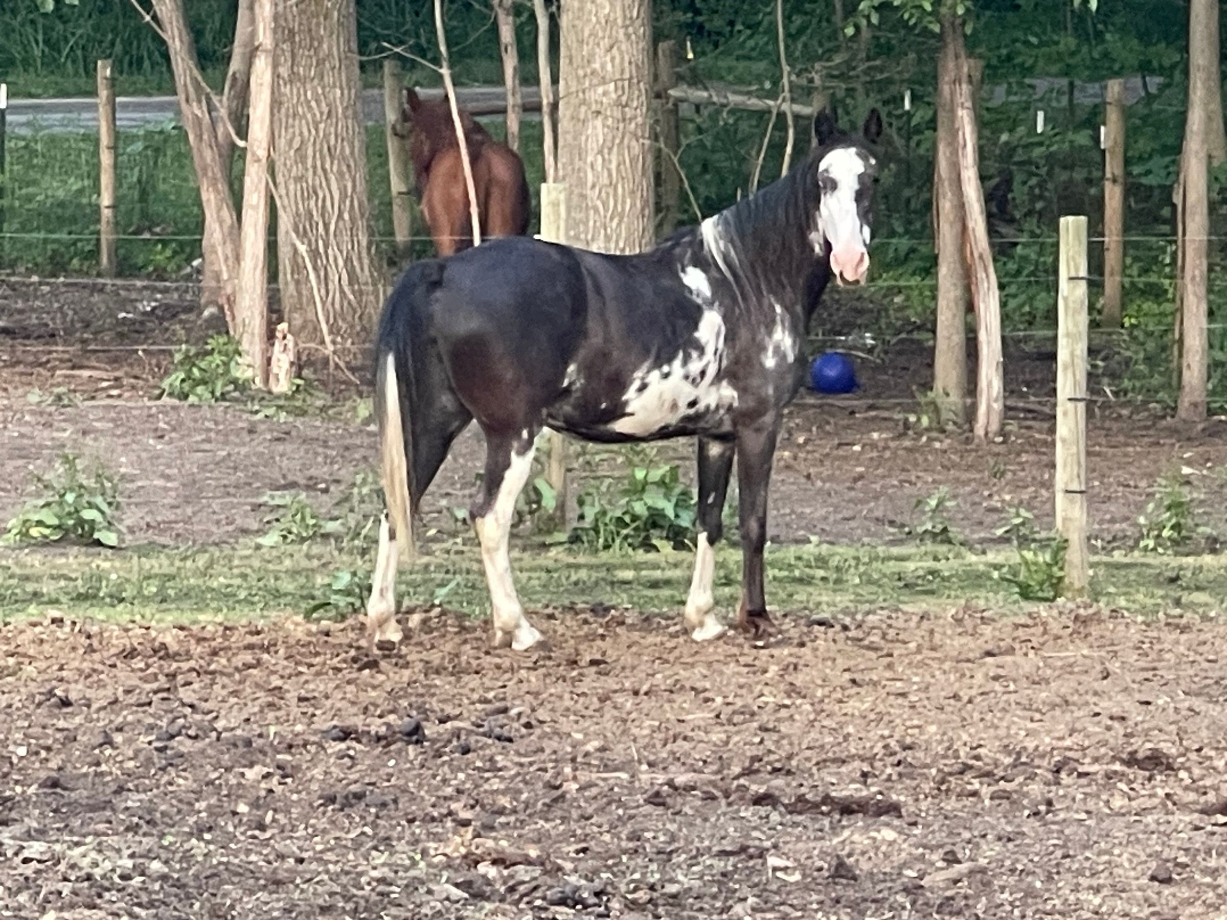 9yr old 15’1hh reg mare broke 