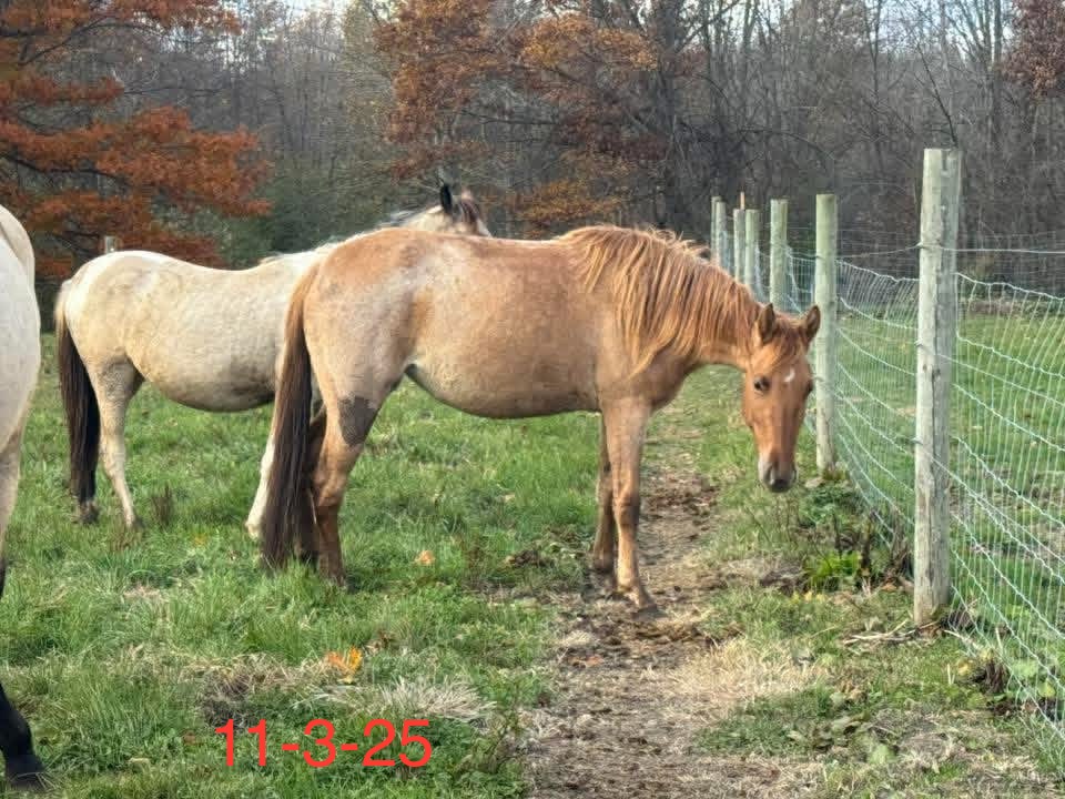 2yr old reg rare Red Dun roan filly. Super friendly 