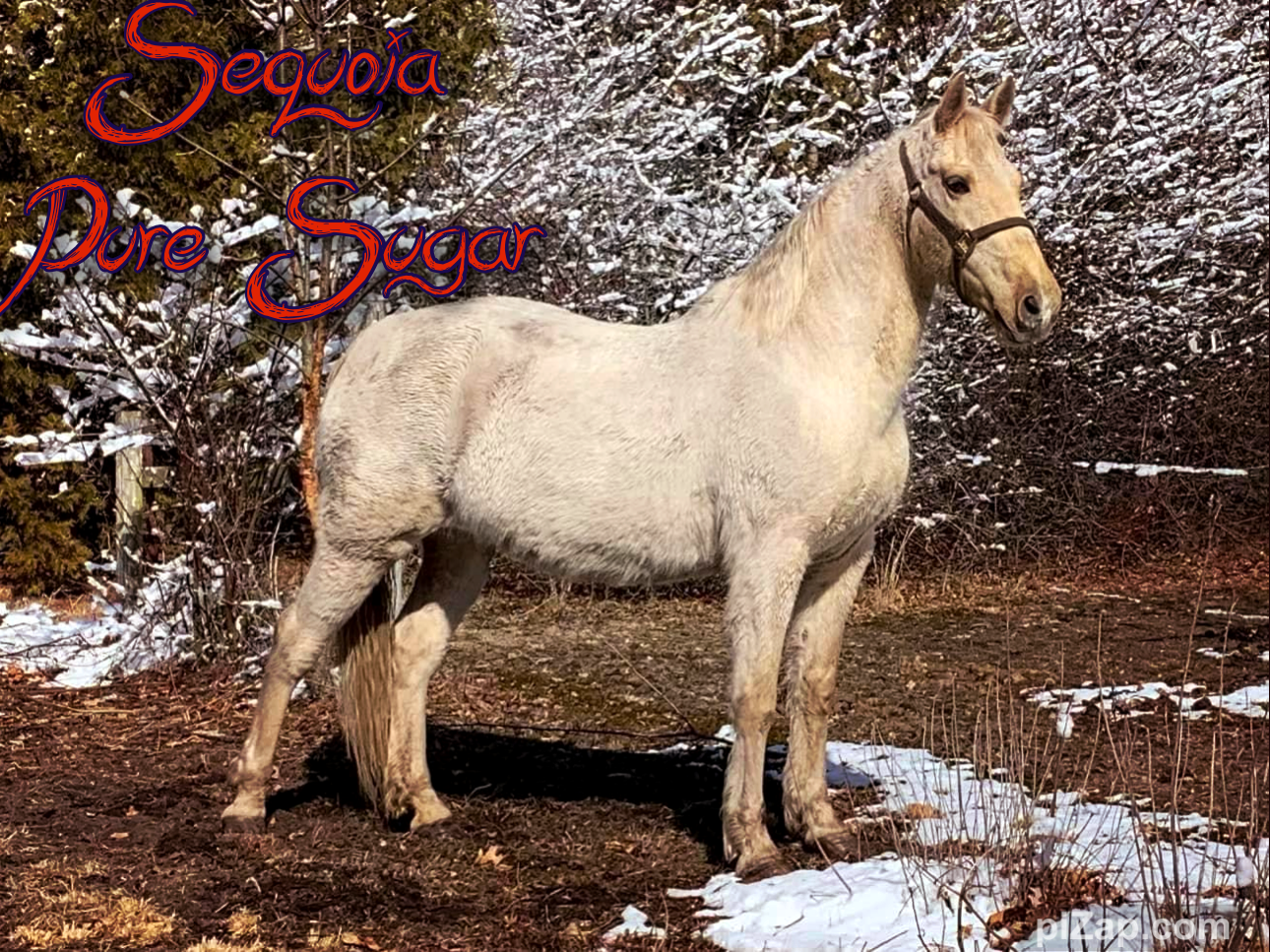 Red Brick Ranch's image