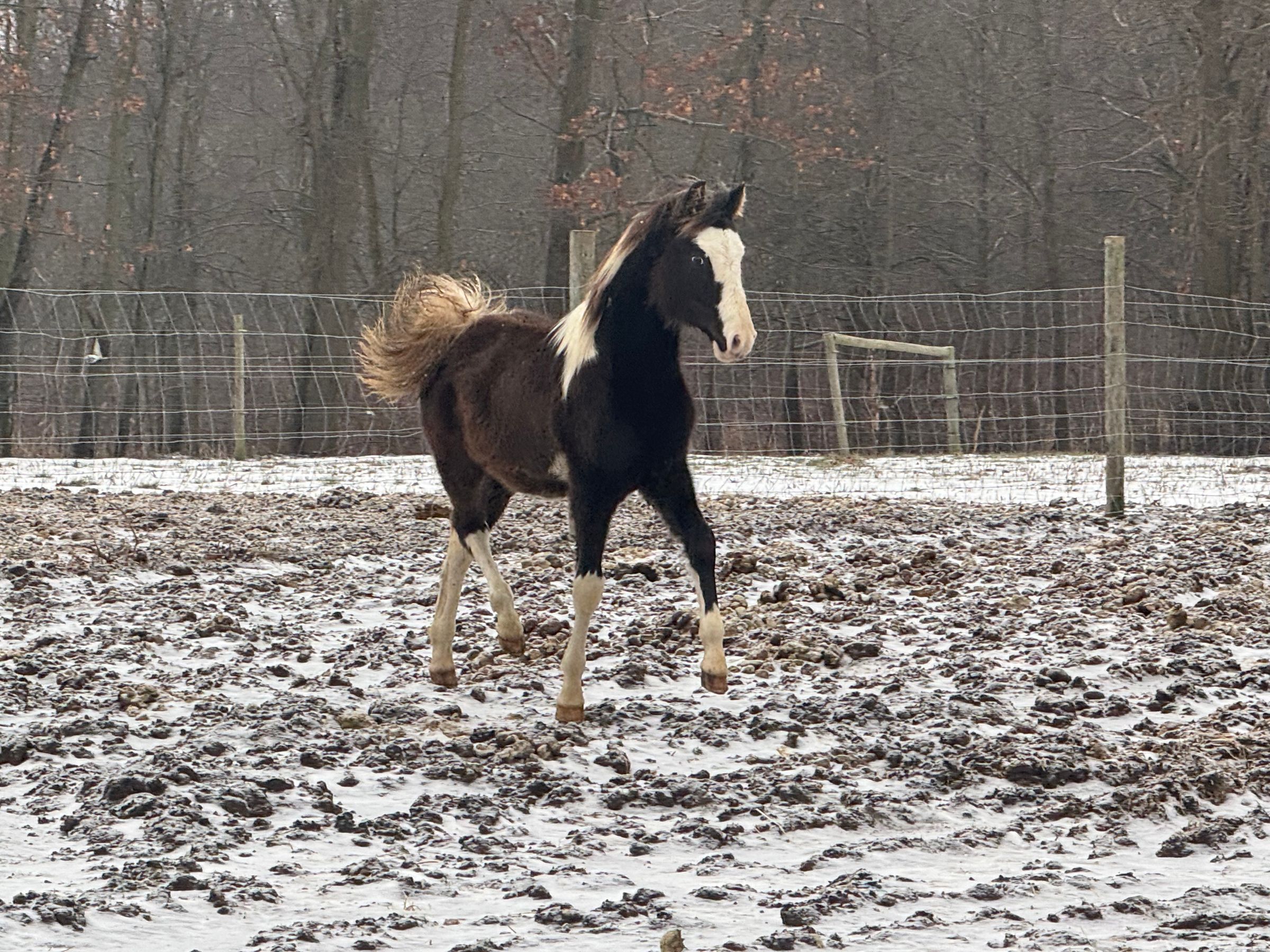 Red Brick Ranch's image