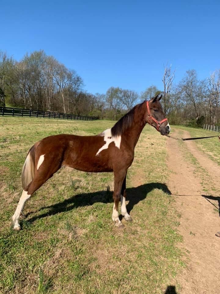 Red Brick Ranch's image