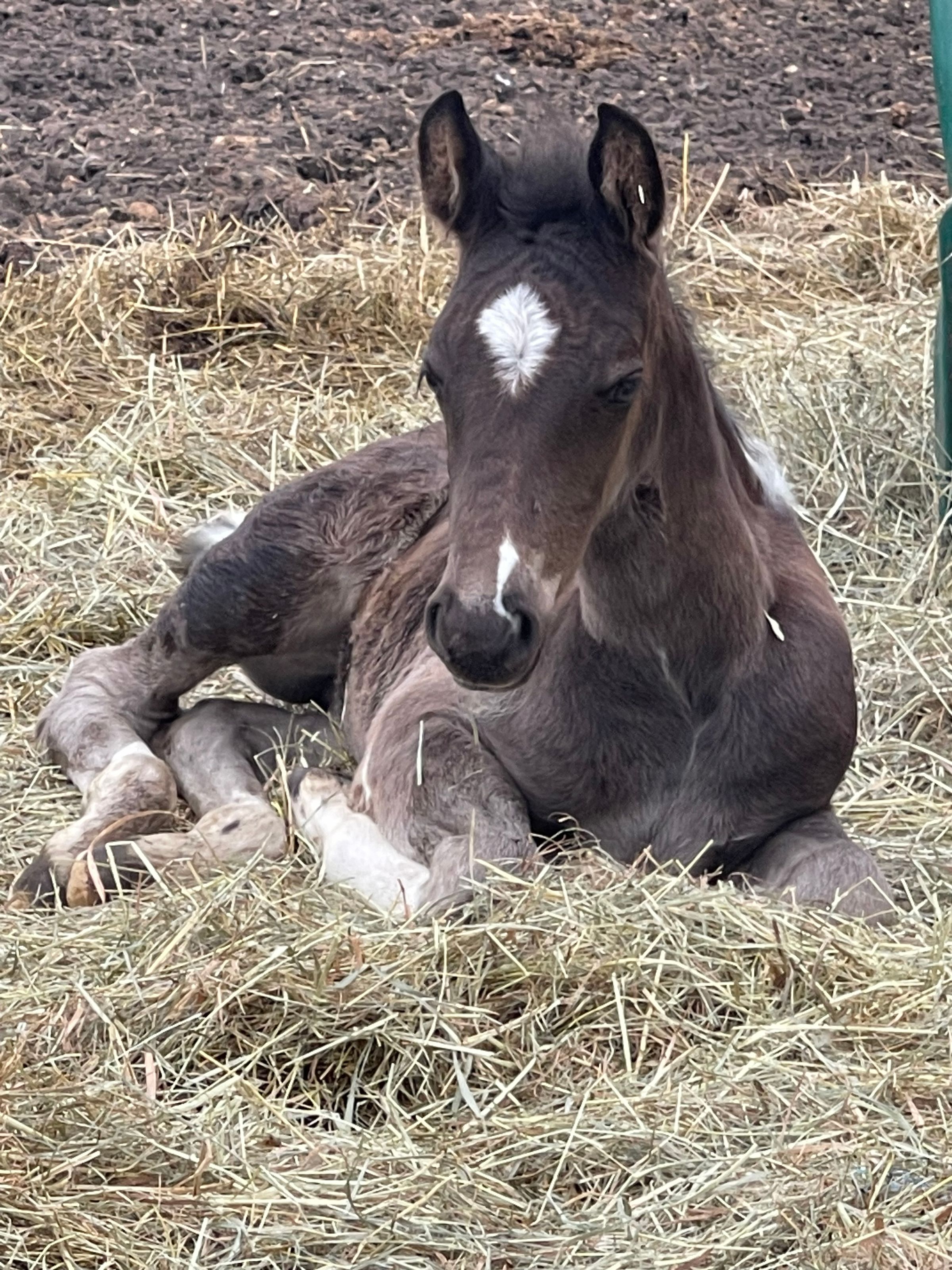 Red Brick Ranch's image