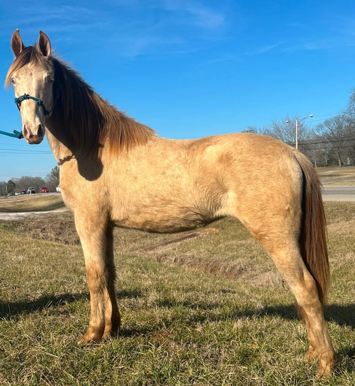 Red Brick Ranch's image