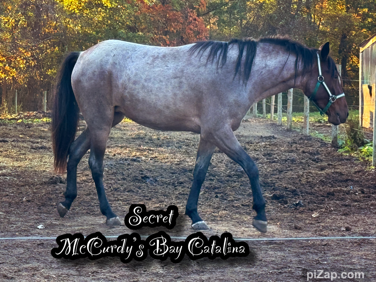 Red Brick Ranch's image