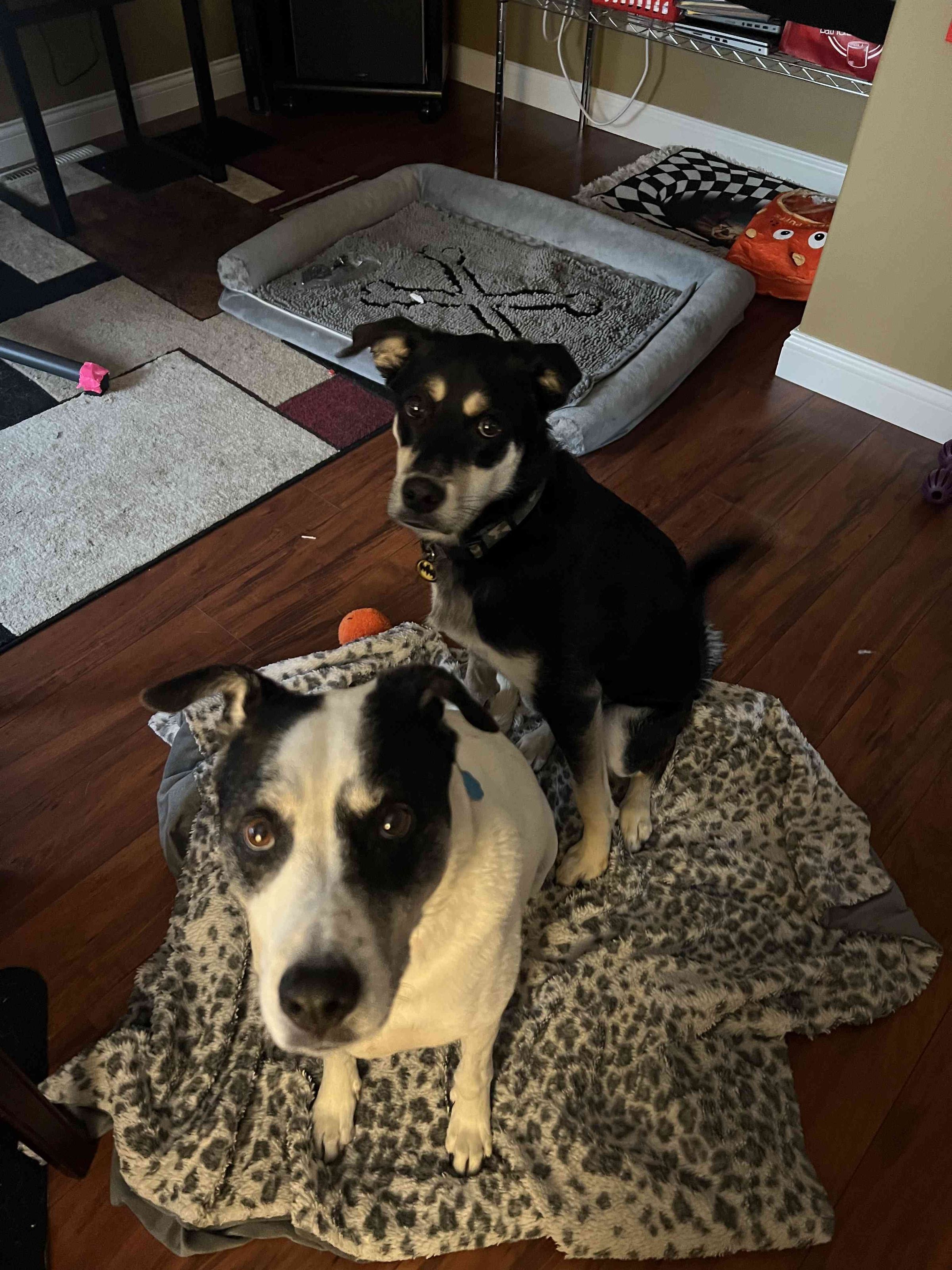 Pawz Play Repeat's image