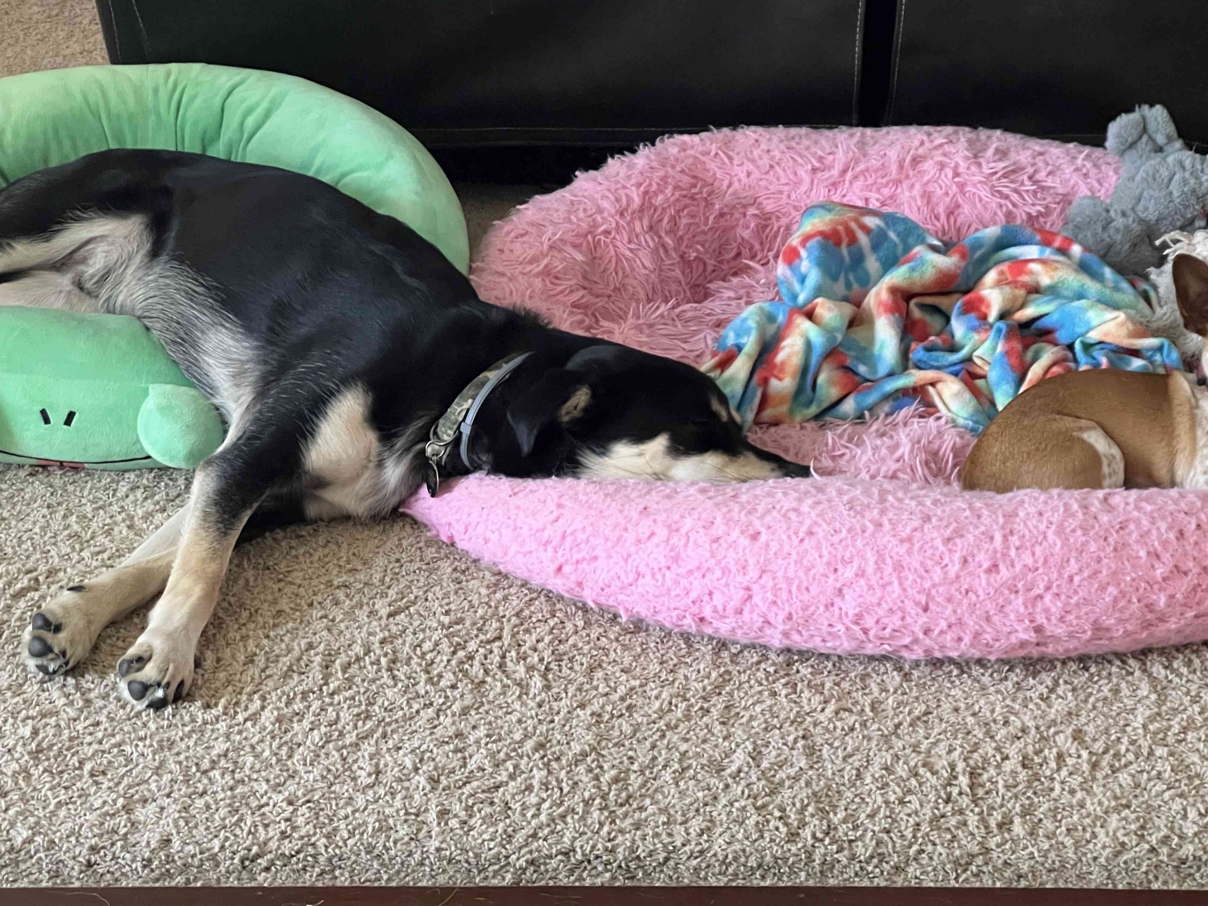 Pawz Play Repeat's image