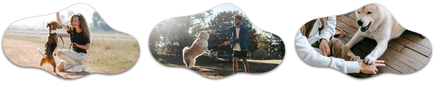 Adams K9 Academy's image