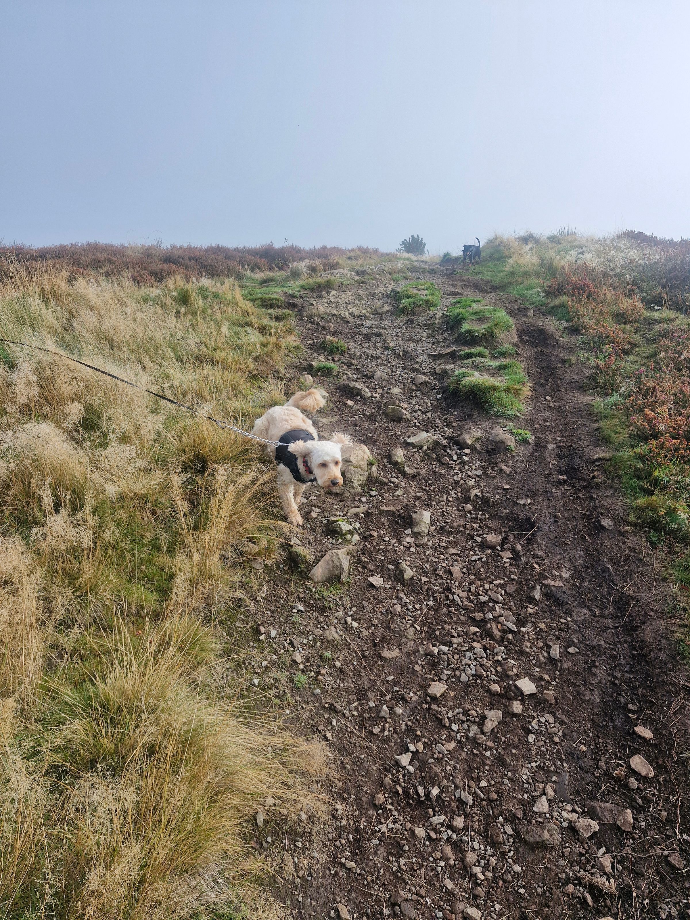 Hugo's Hikes's image