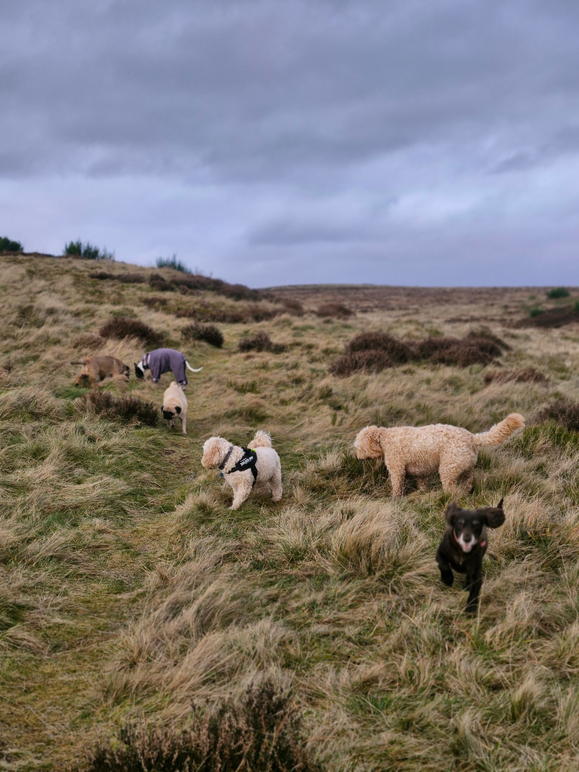 Hugo's Hikes's image