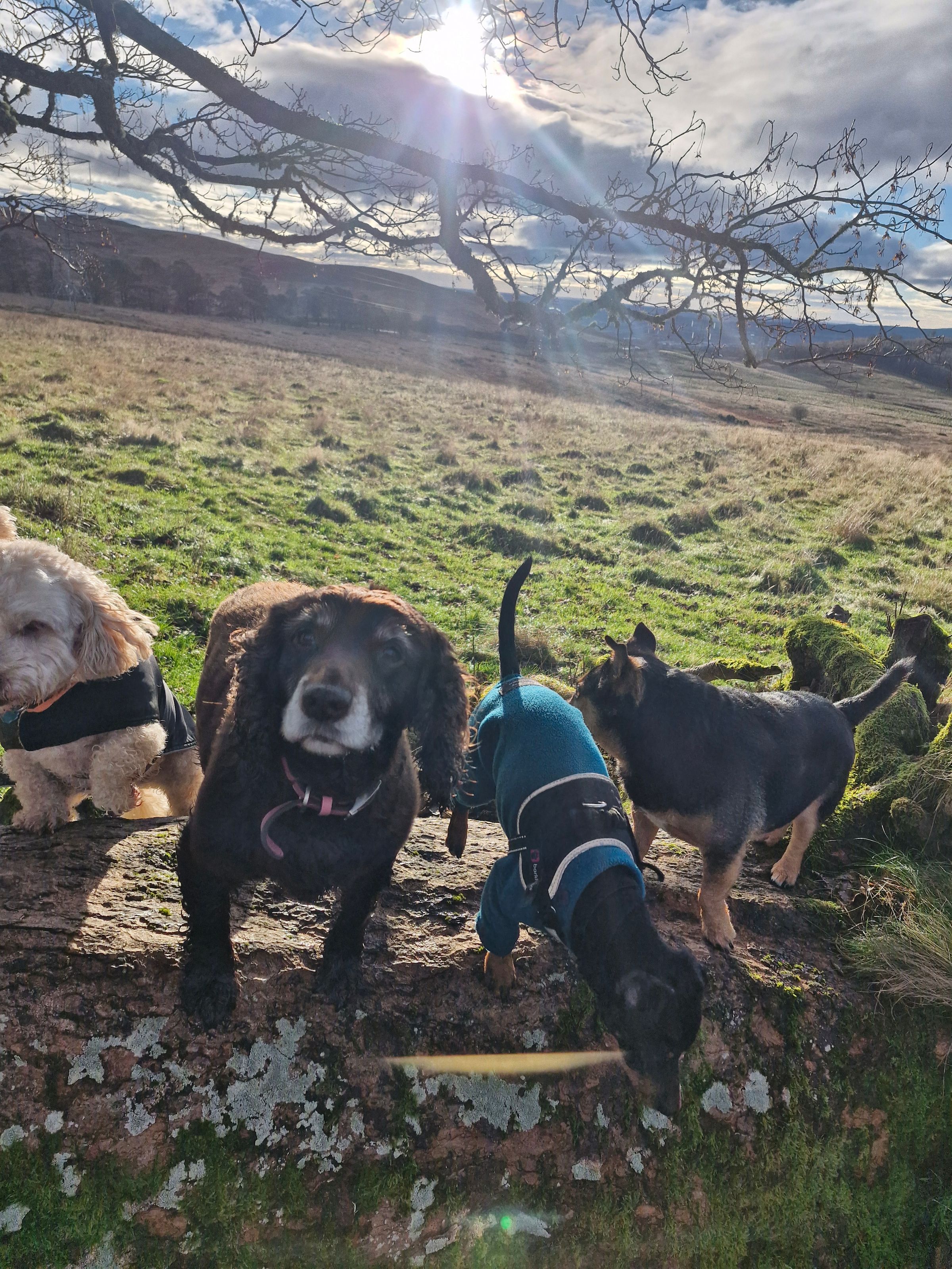 Hugo's Hikes's image