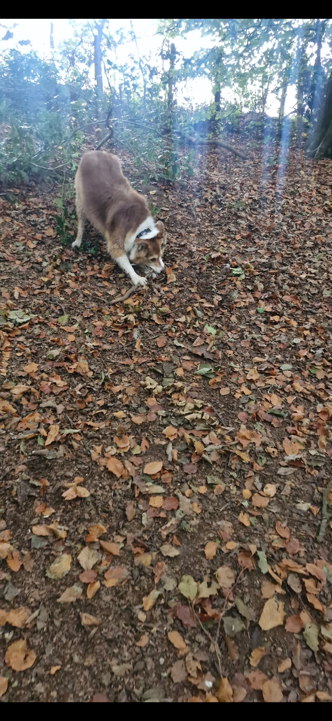 Hugo's Hikes's image