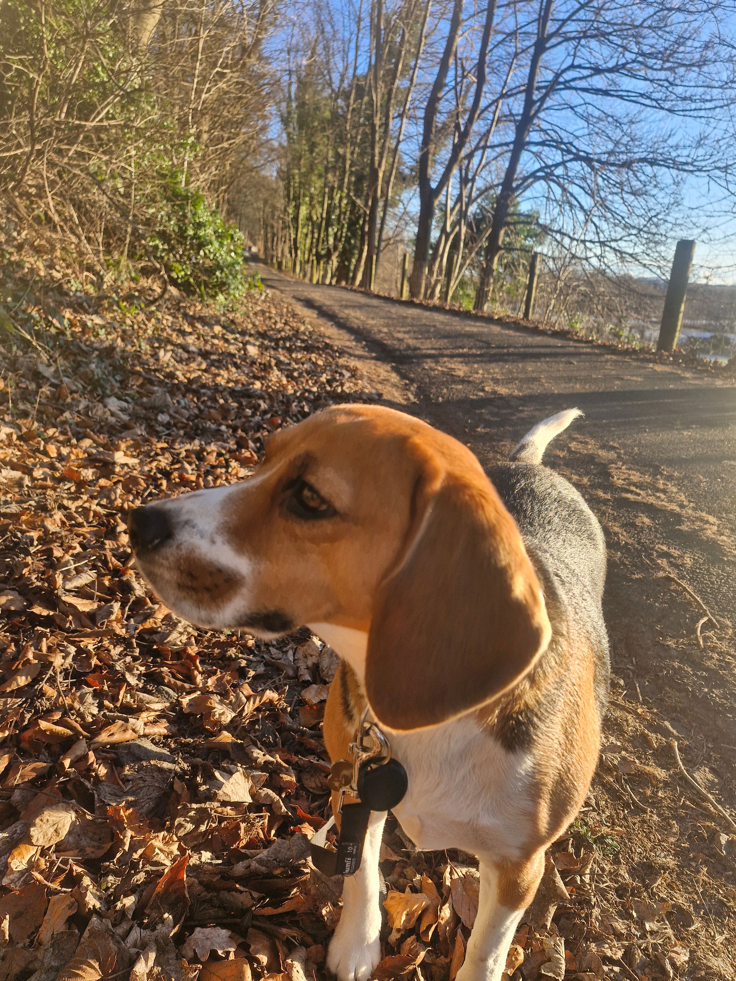 Hugo's Hikes's image