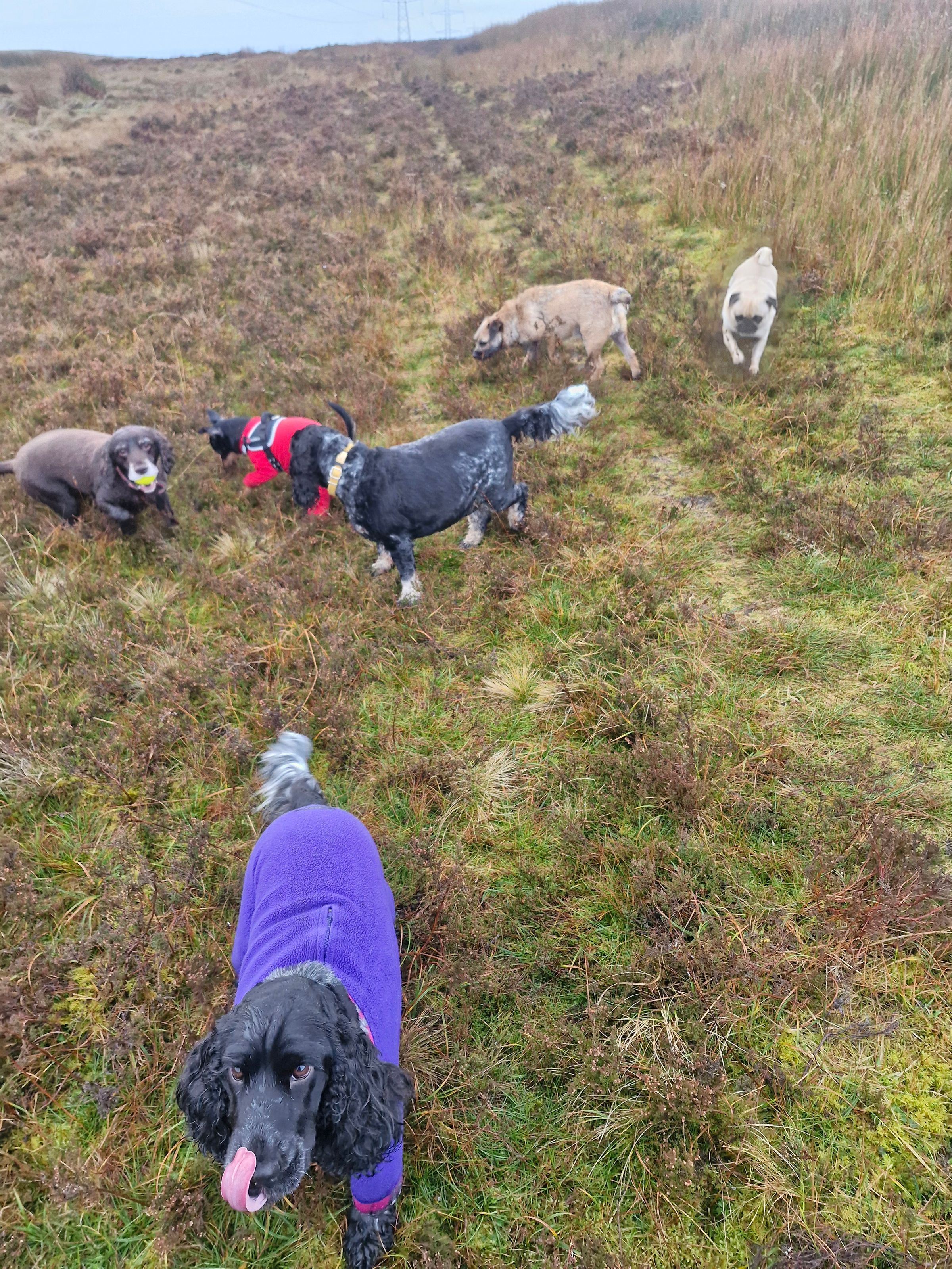 Hugo's Hikes's image