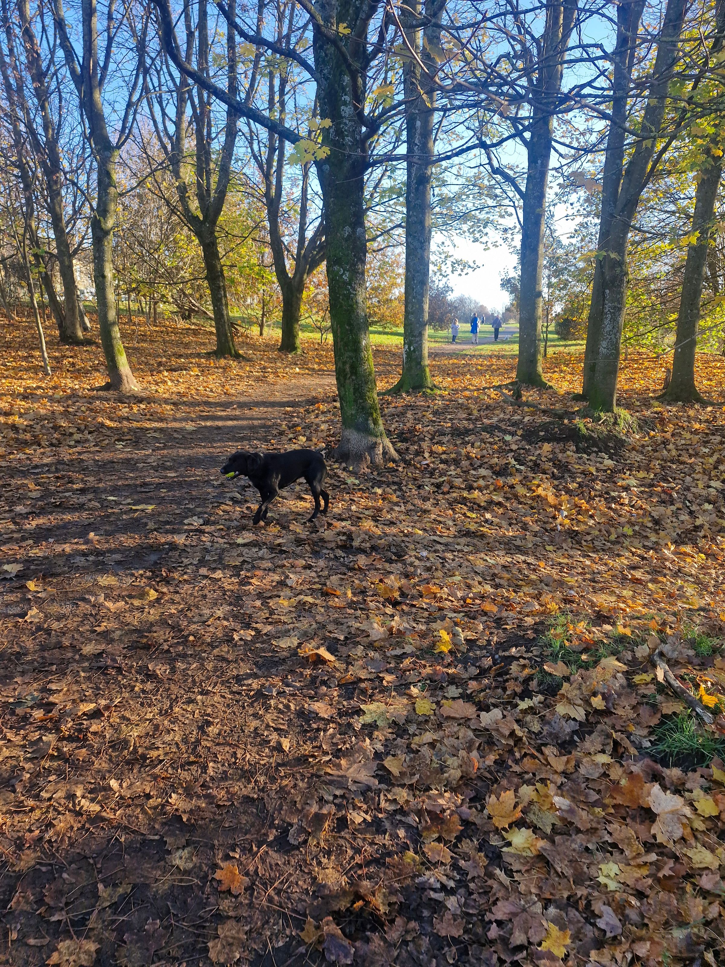 Hugo's Hikes's image