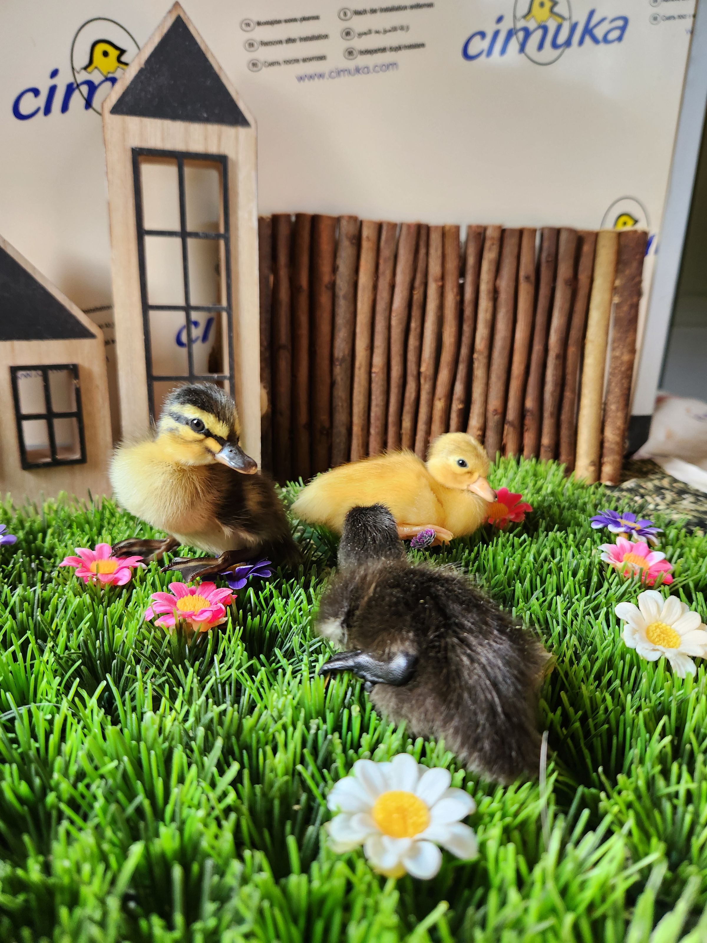 PATERAKS PECKERS's image