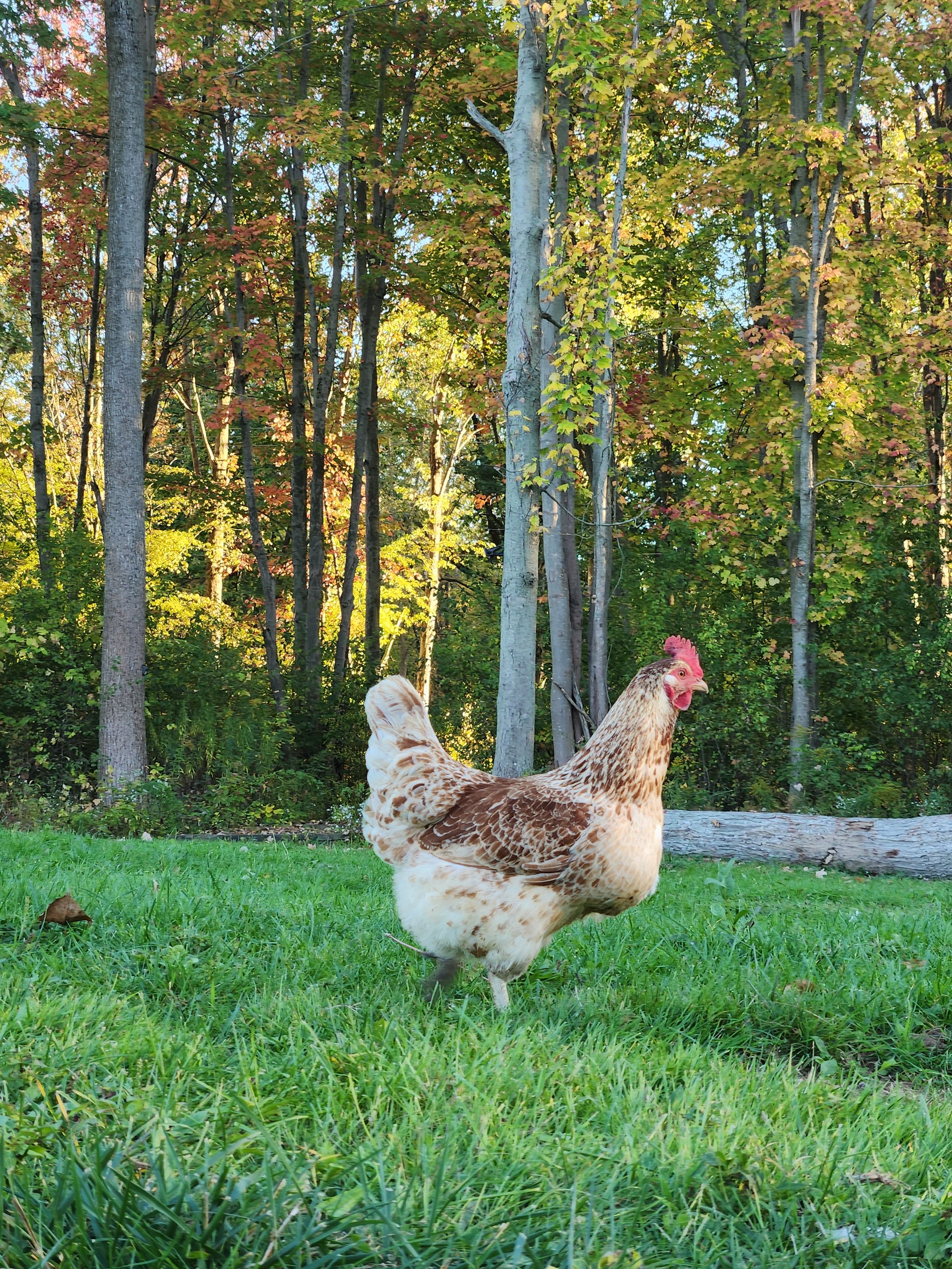 PATERAKS PECKERS's image