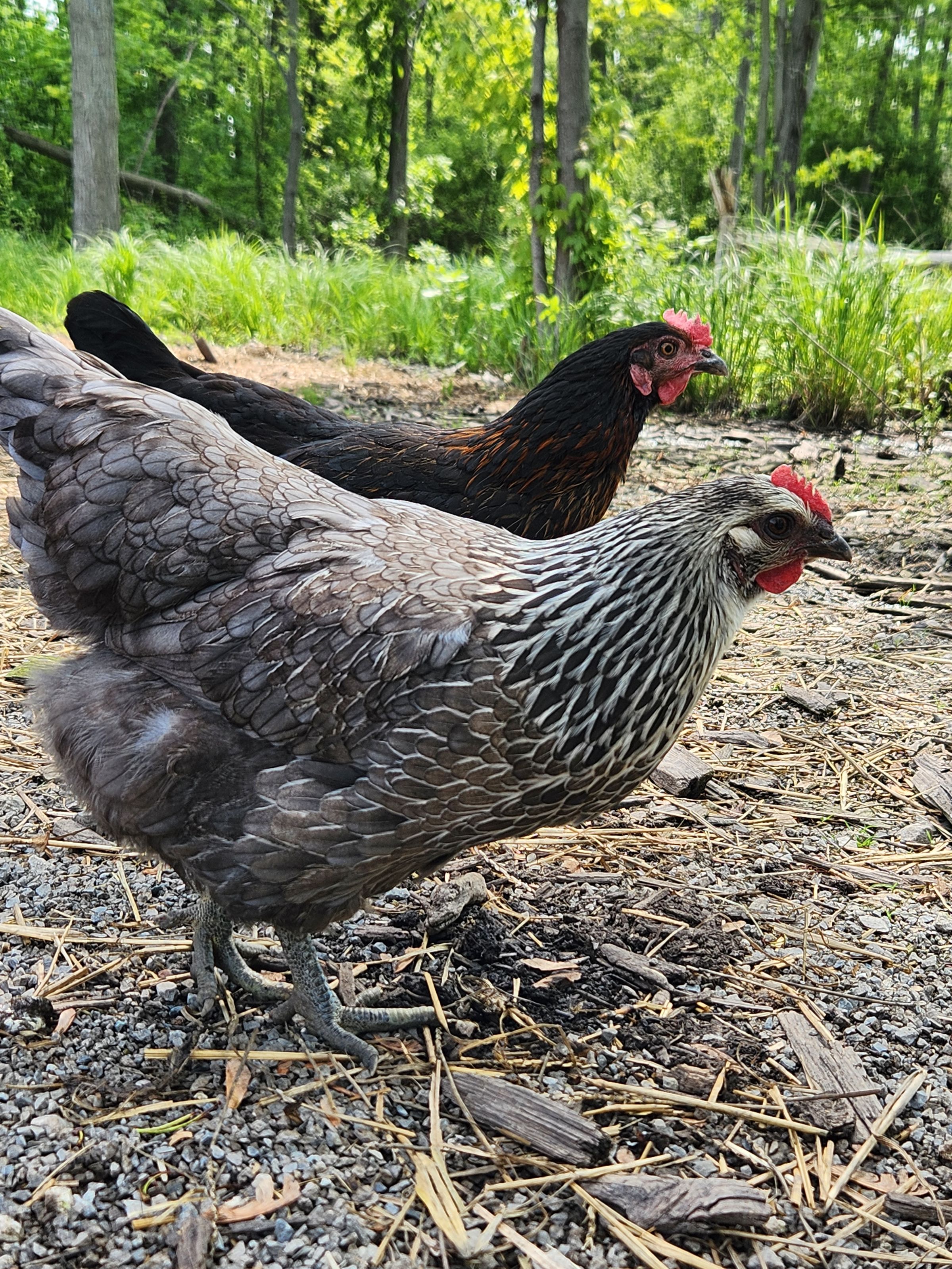 PATERAKS PECKERS's image