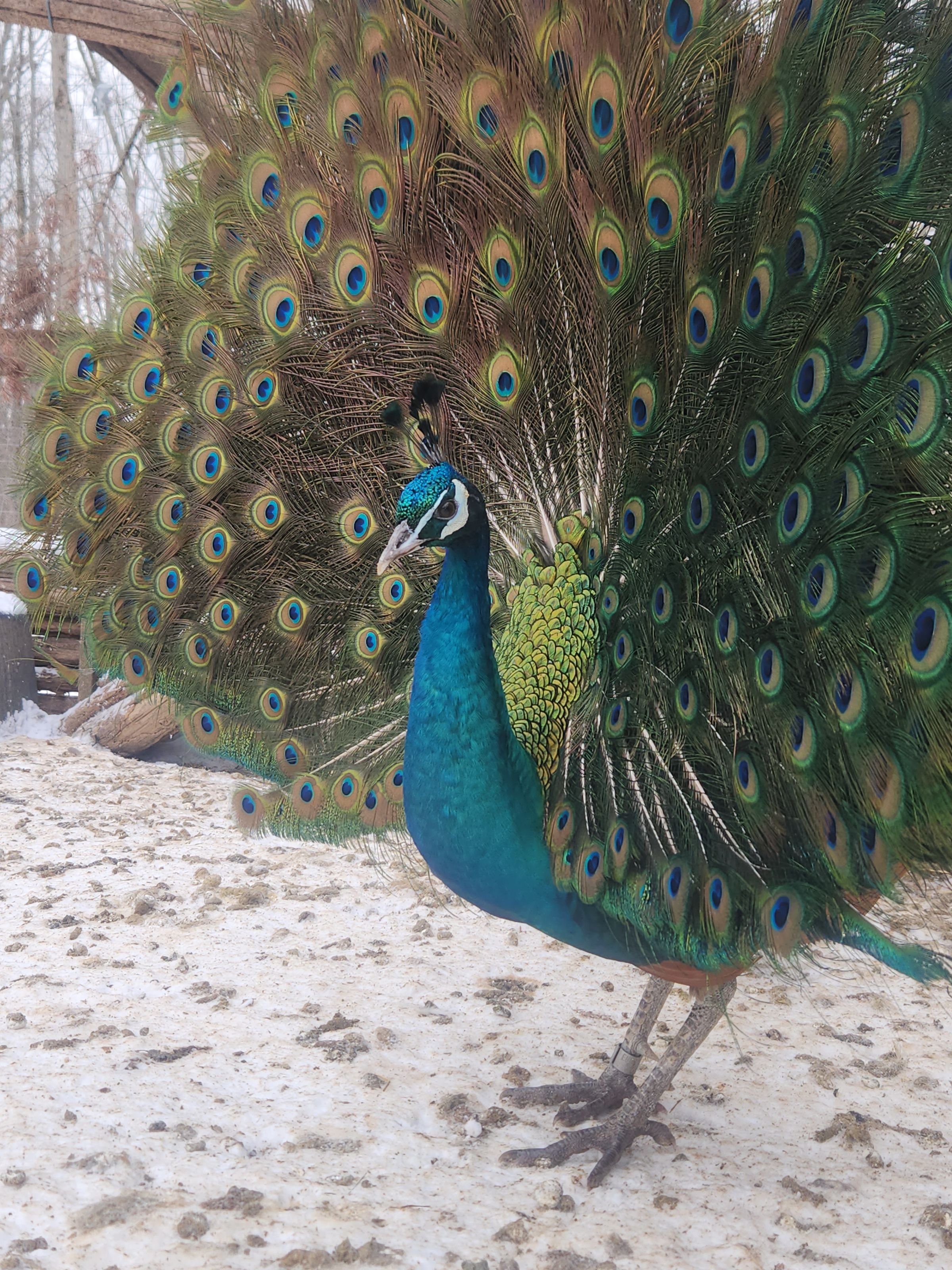 PATERAKS PECKERS's image