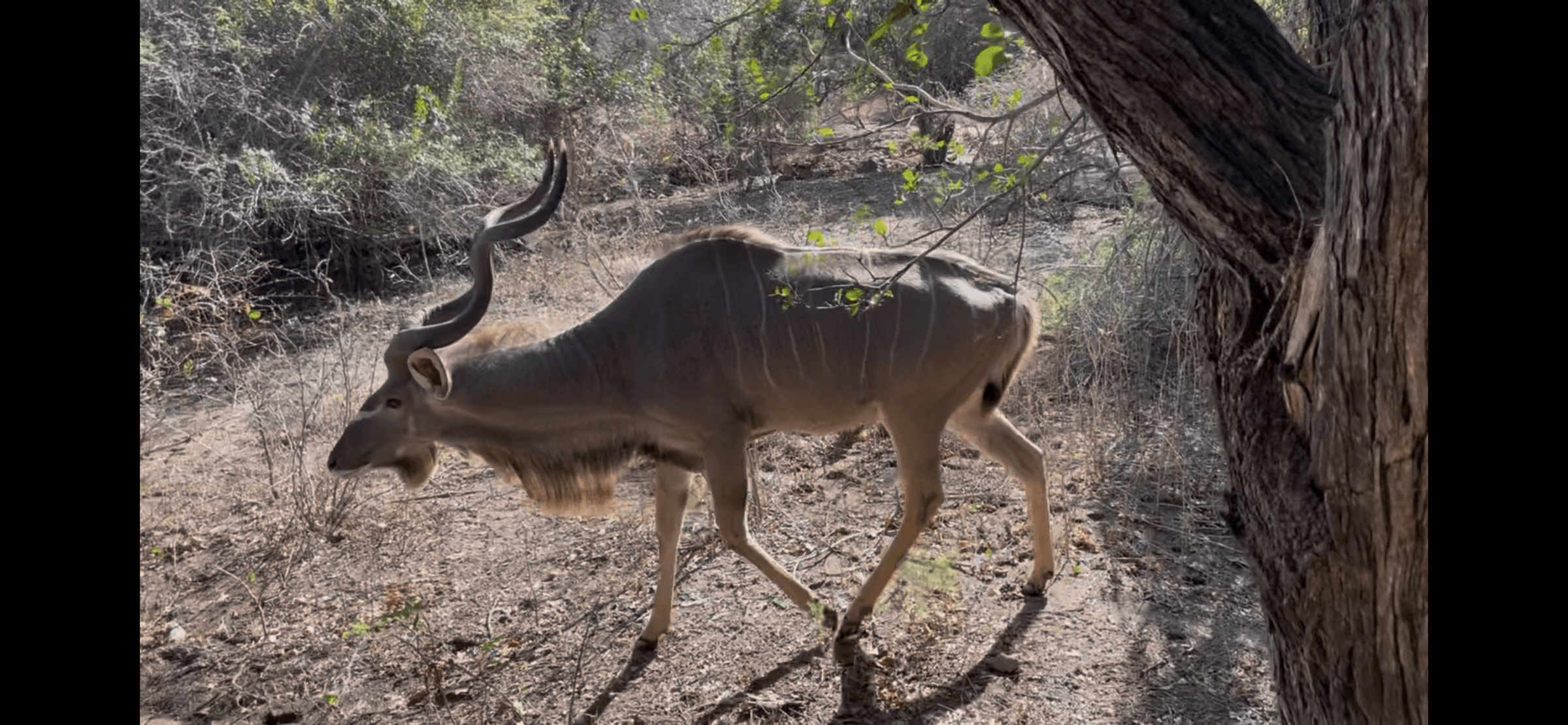 Laborum Dulce Lenimen's image