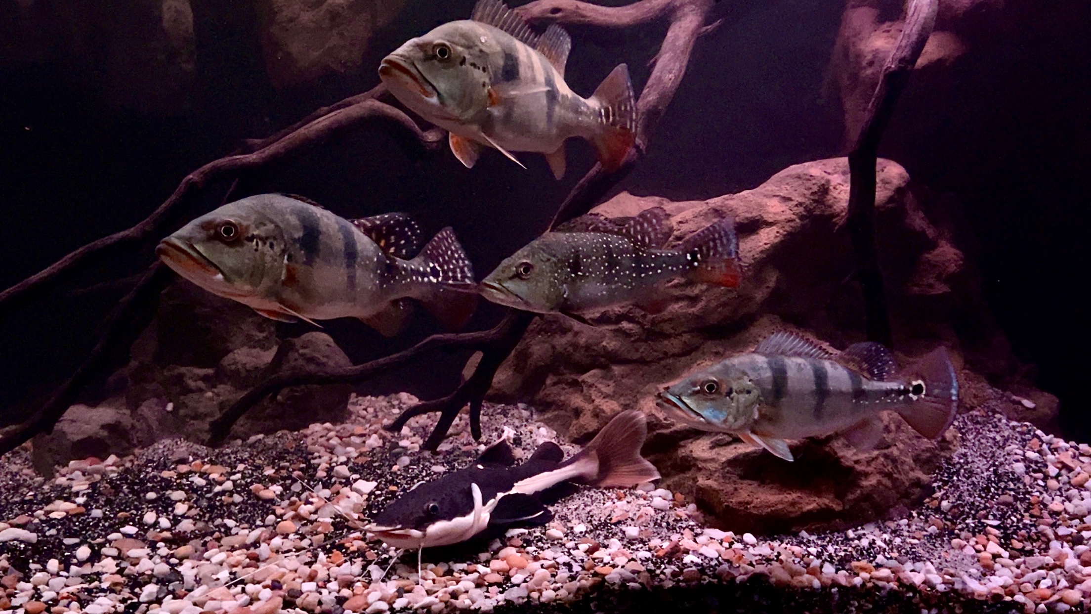 Creatures and Features's image