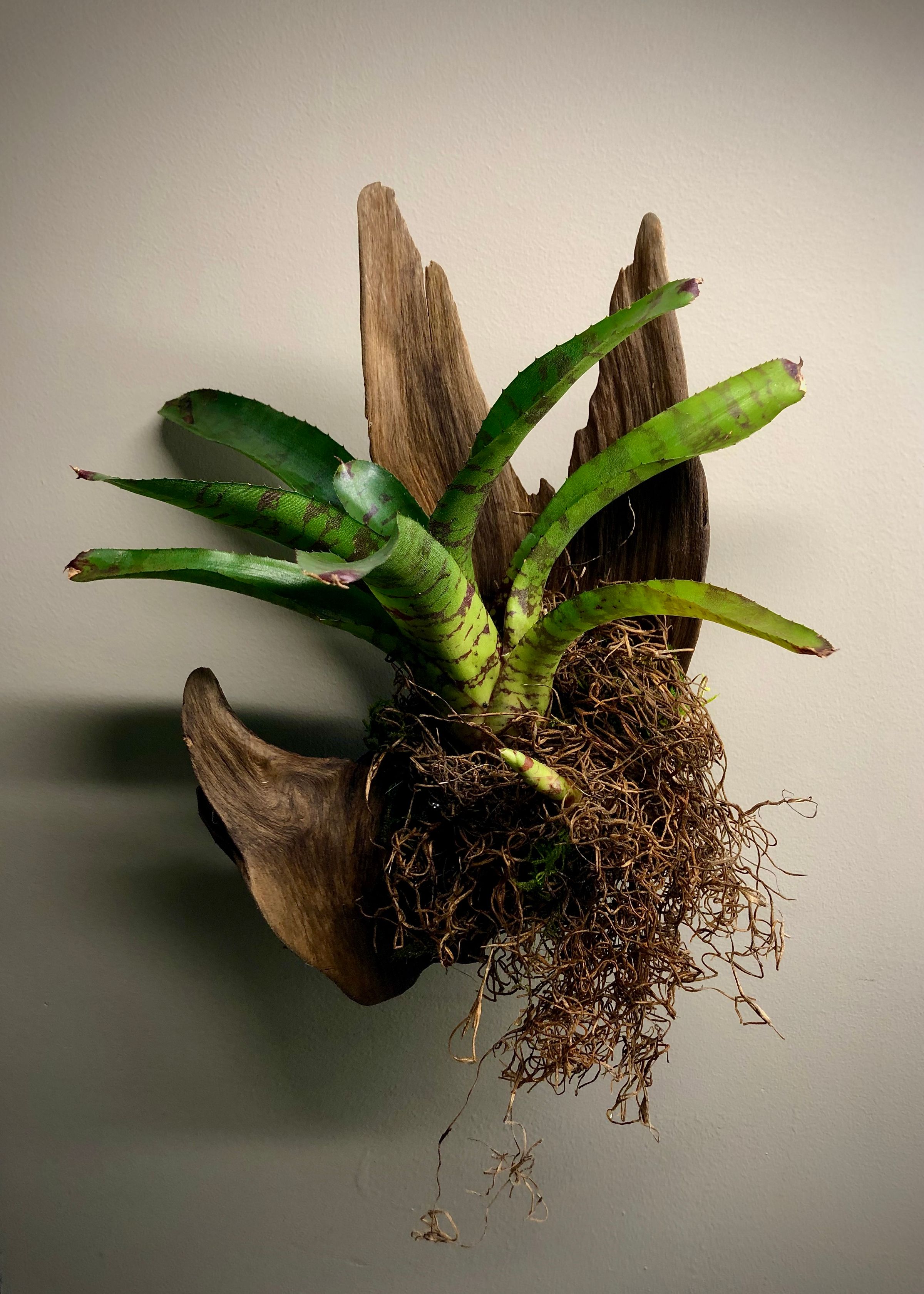 Creatures and Features's image