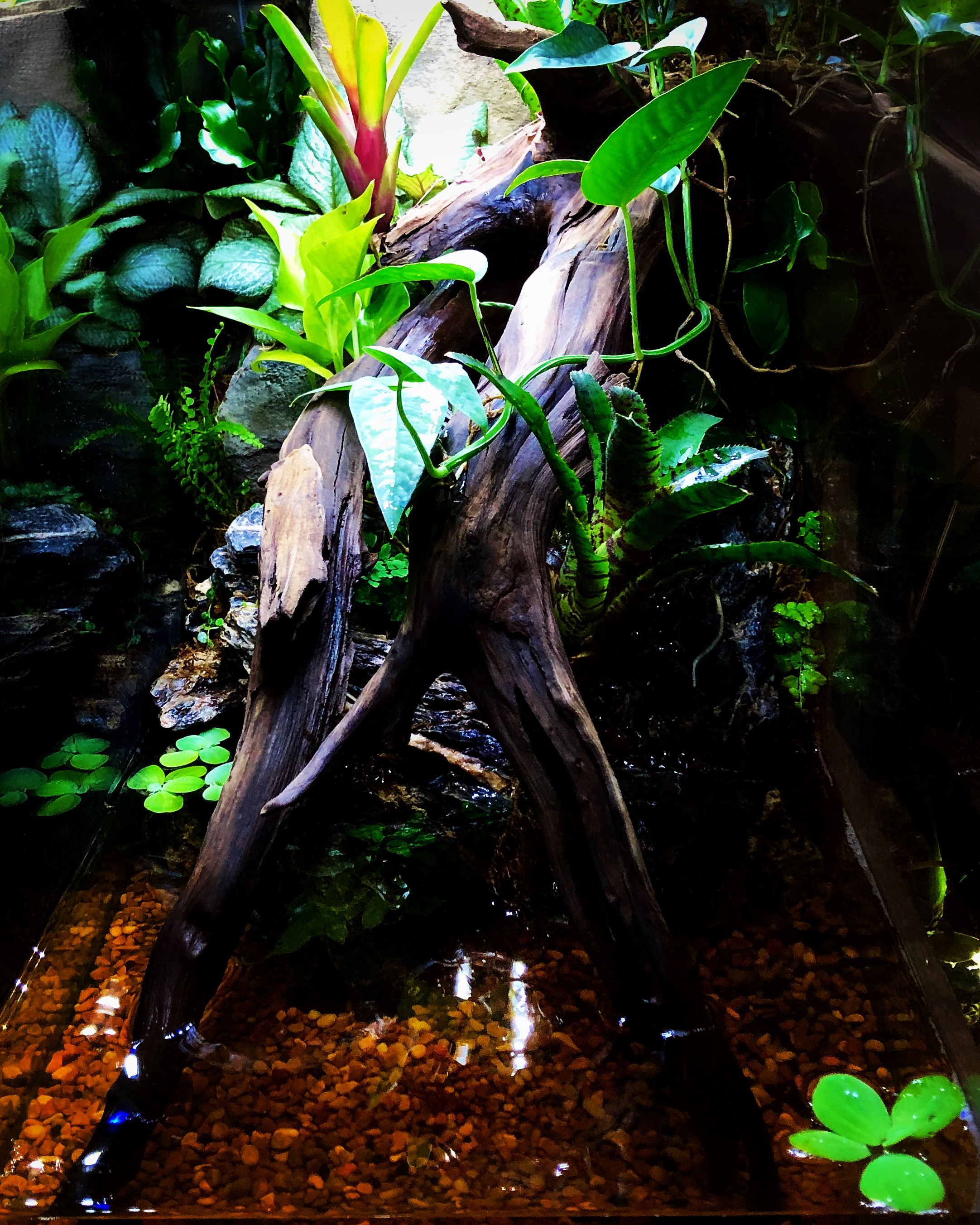 Creatures and Features's image