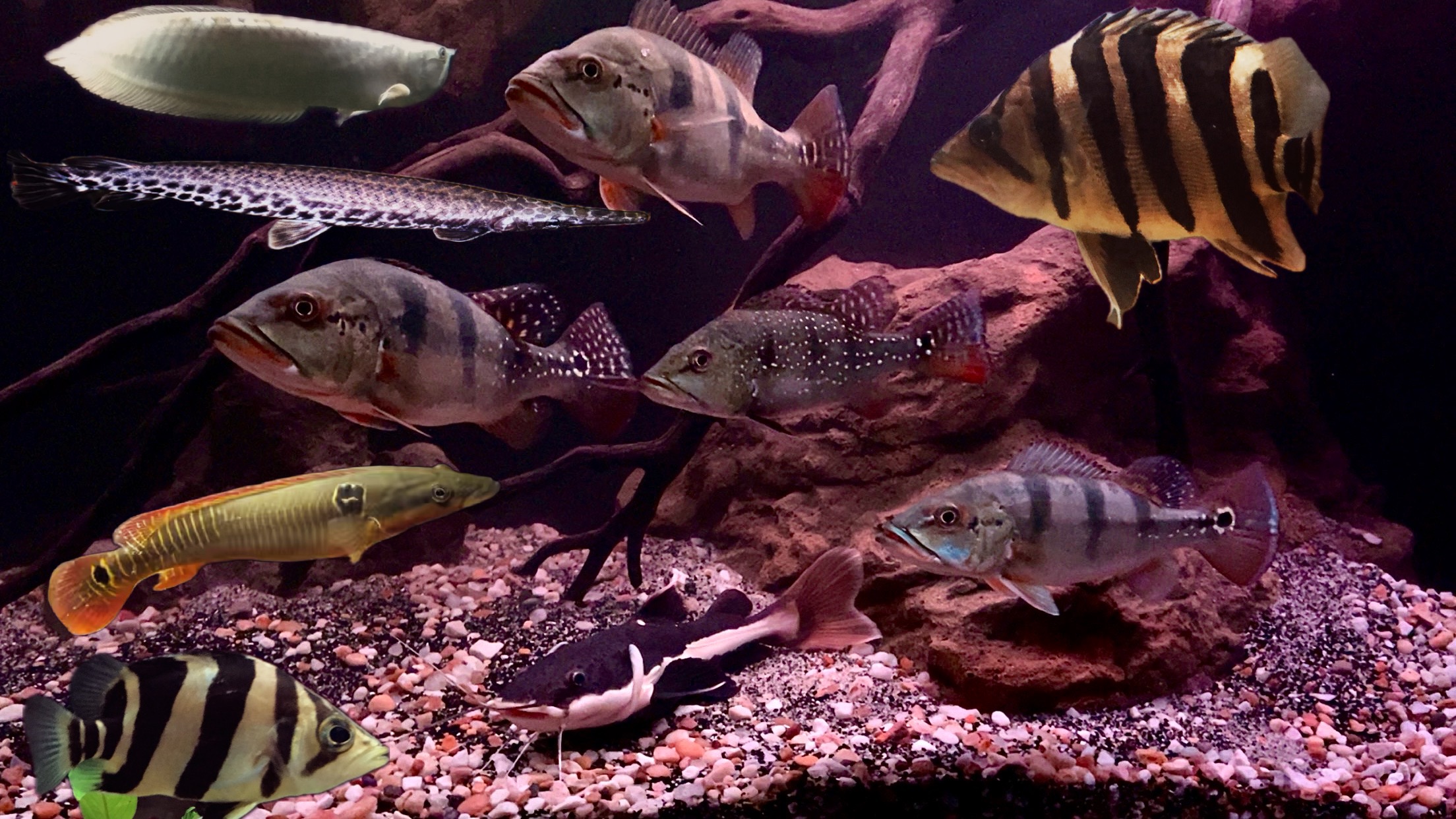 Creatures and Features's image