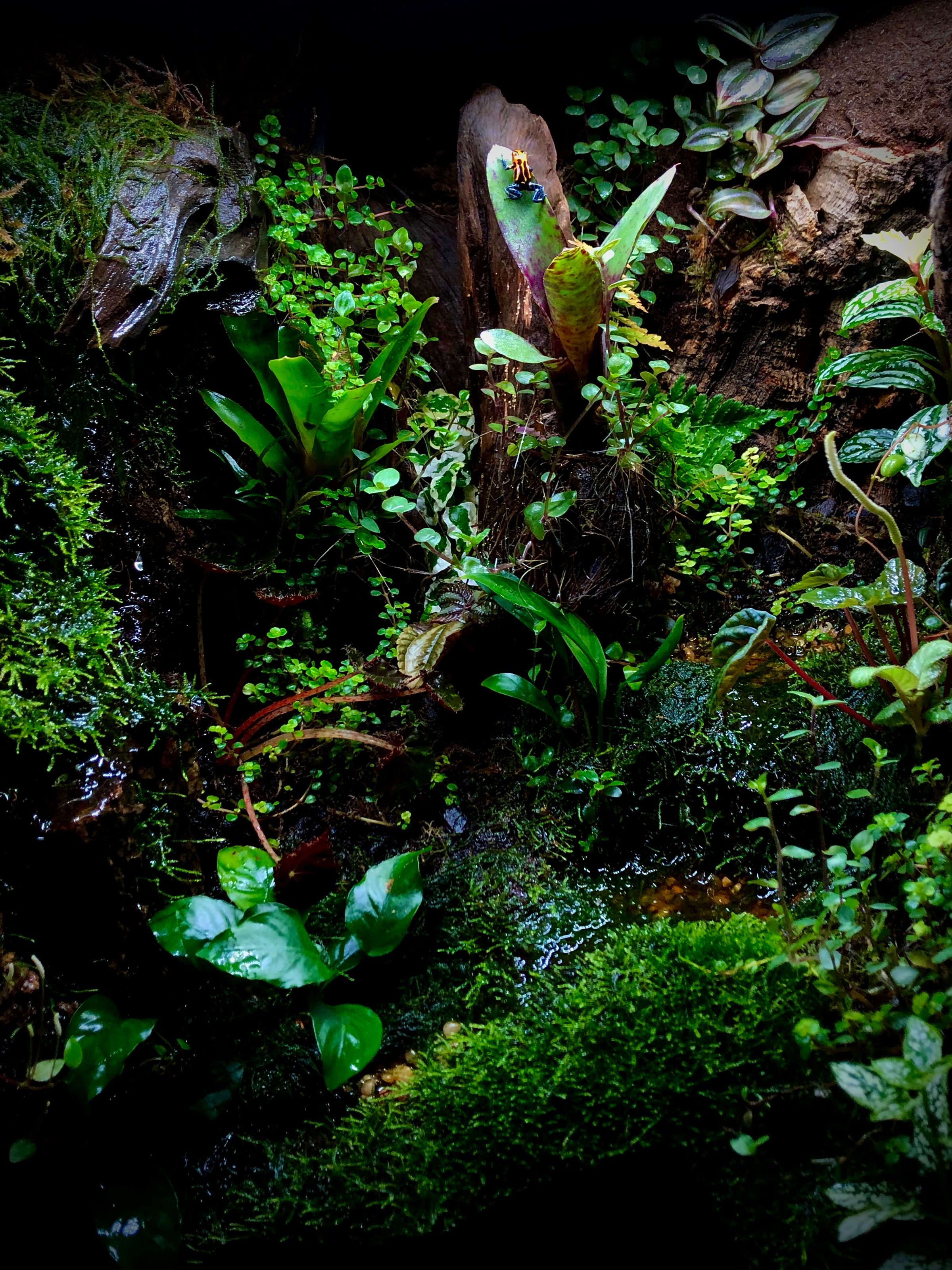 Creatures and Features's image