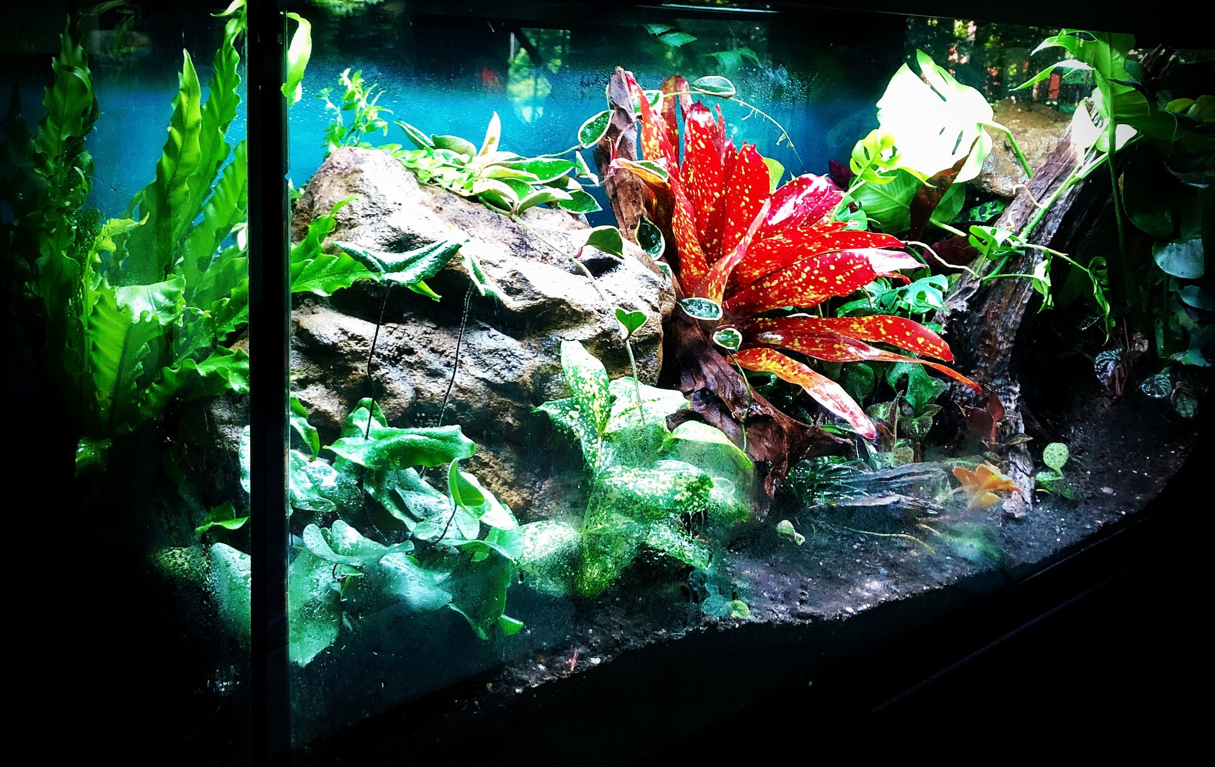 Creatures and Features's image