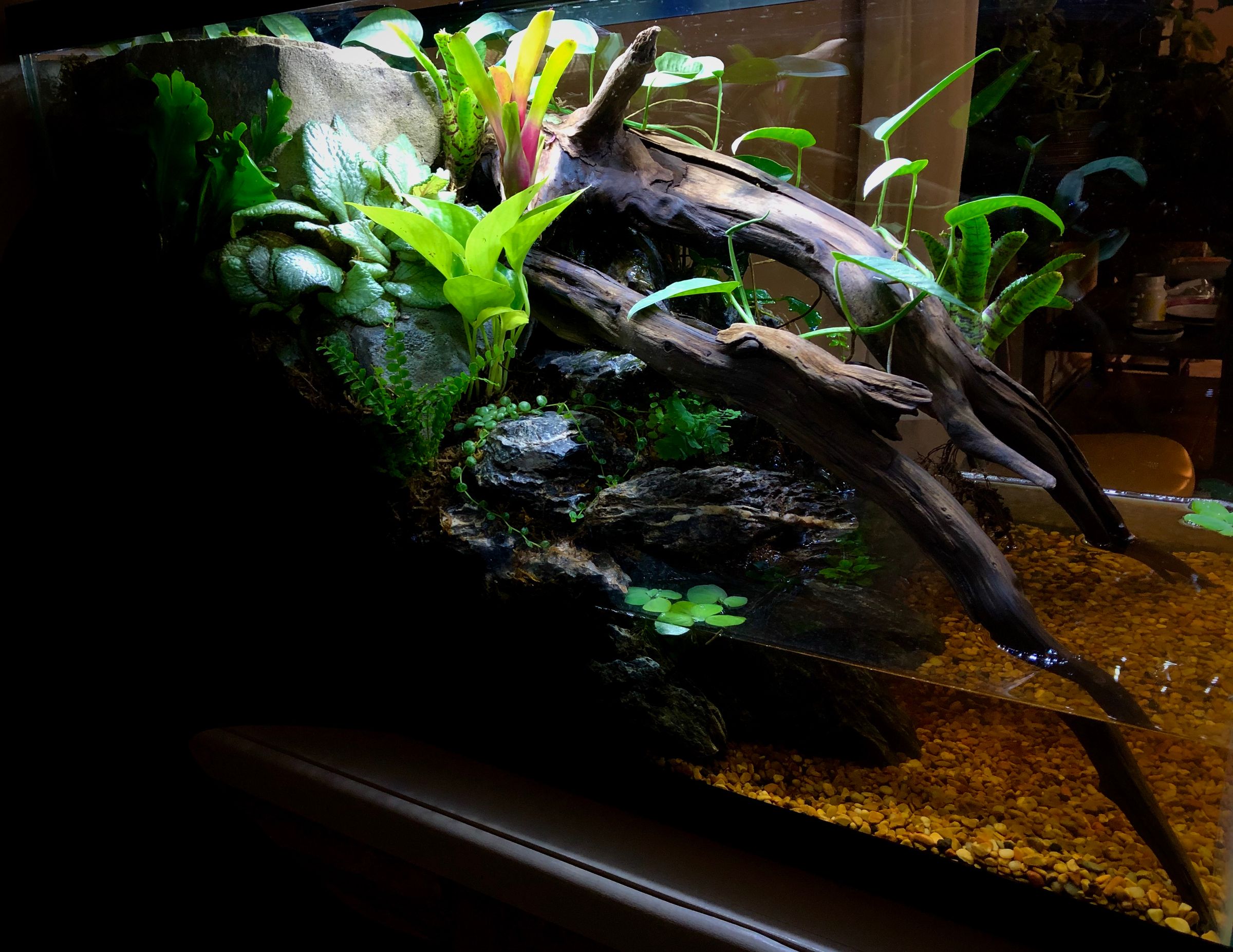 Creatures and Features's image