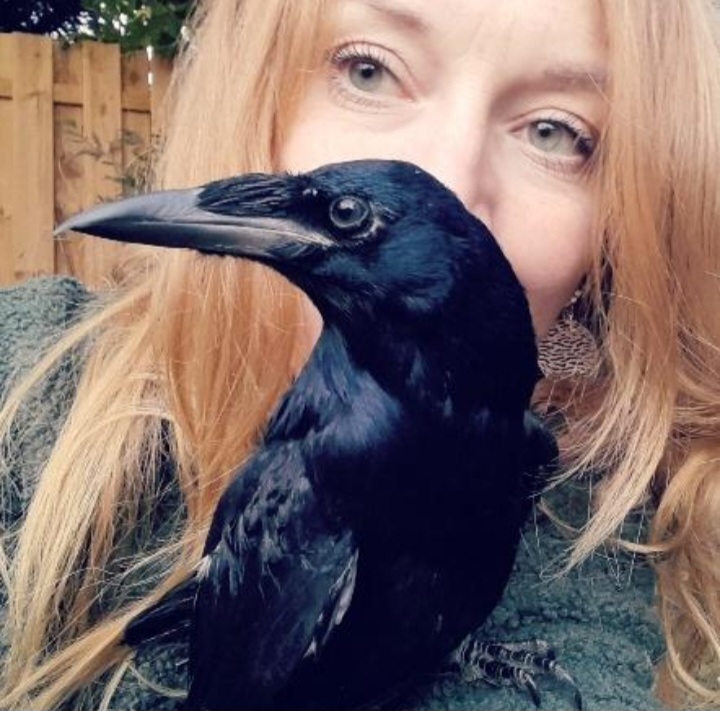 Rabenschwarz Wildvogelhilfe's image