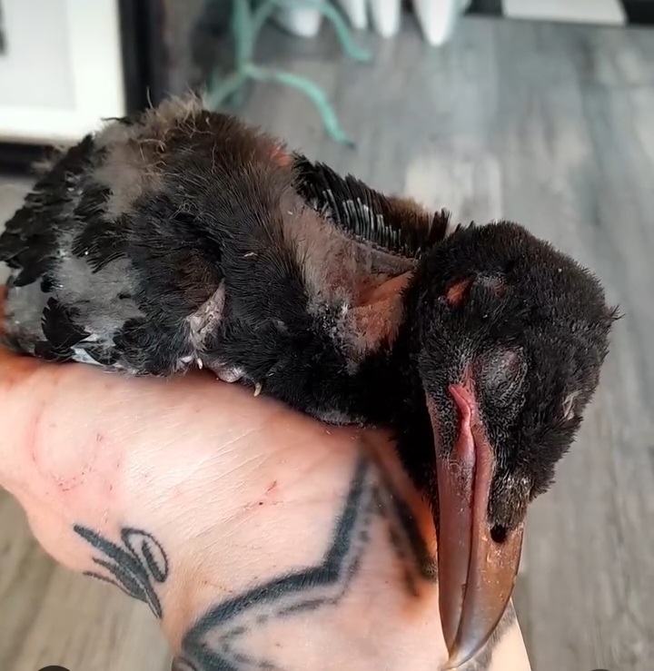 Kleiner Rabenkrähen-Nestling.