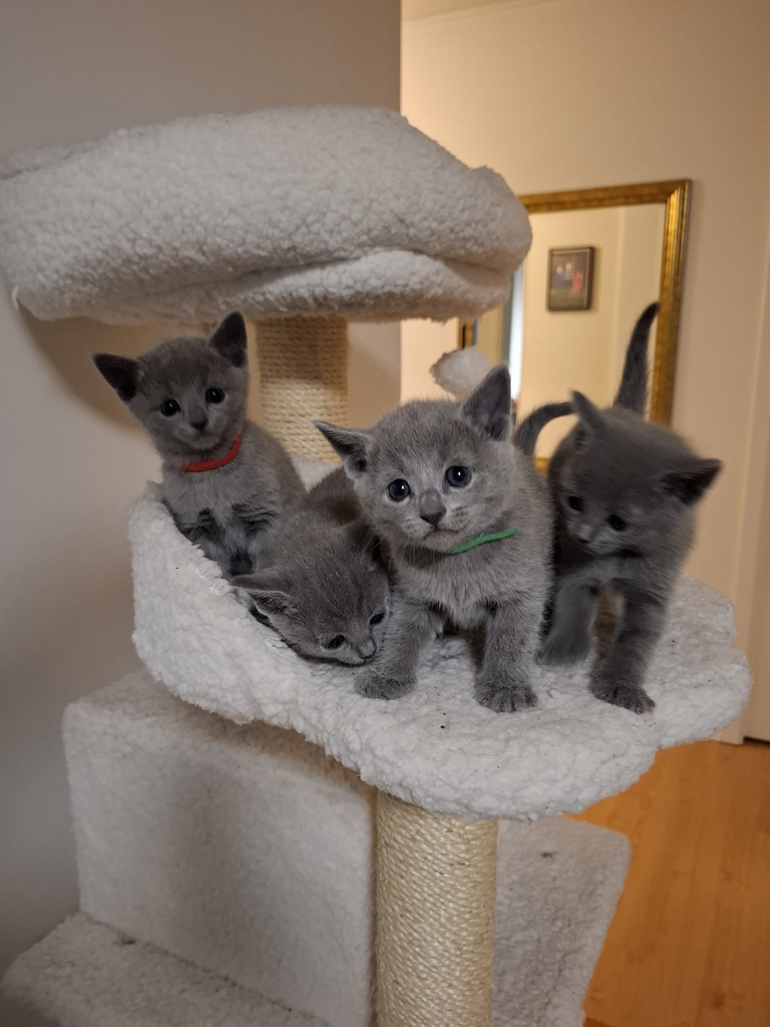 Eläinlääkärin kotikäynti's image