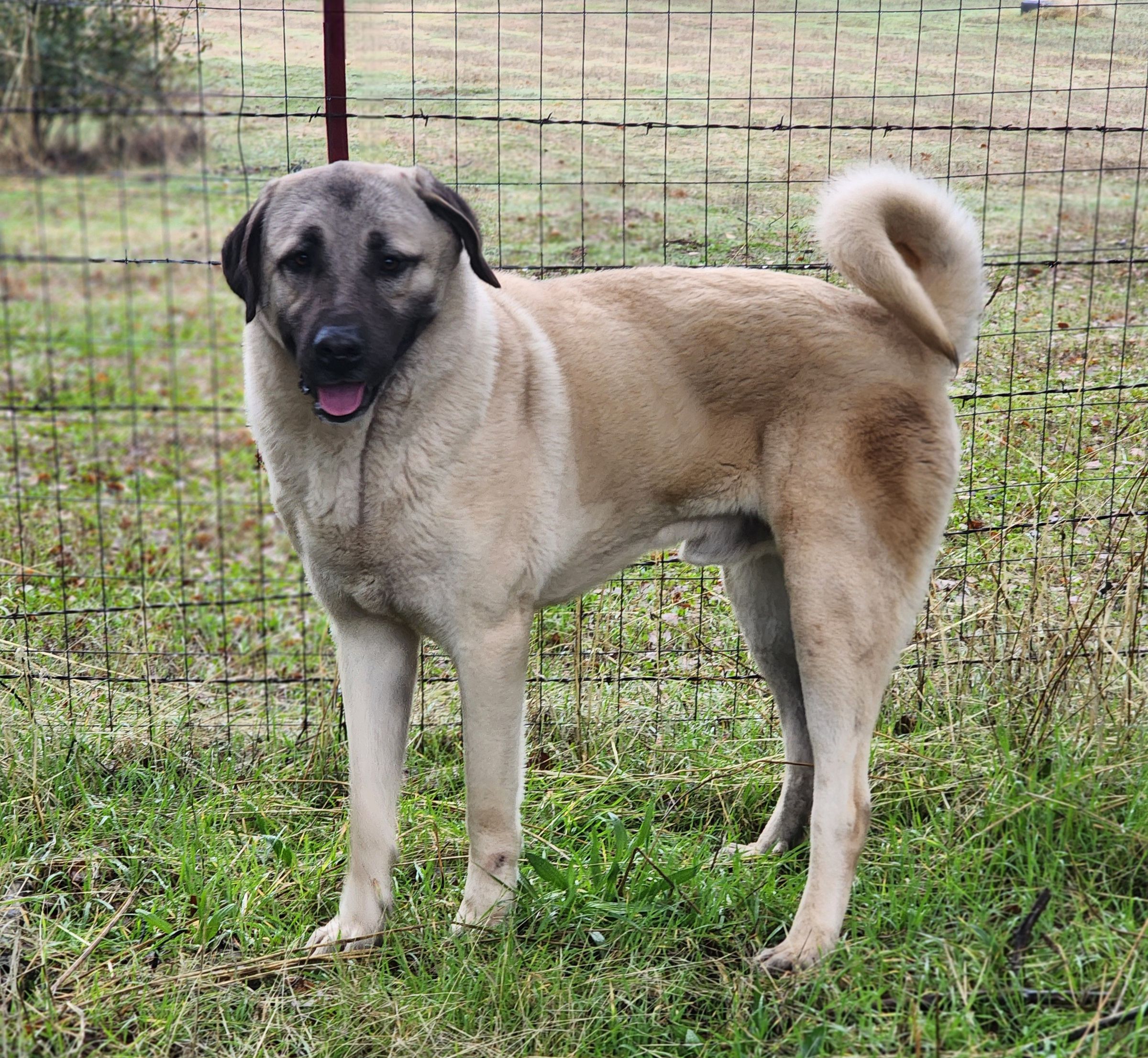 Valhalla Serenity Homestead - LGD Guardian Dogs - VSH Kangal Shepherd Dogs, image size:2400x2211
