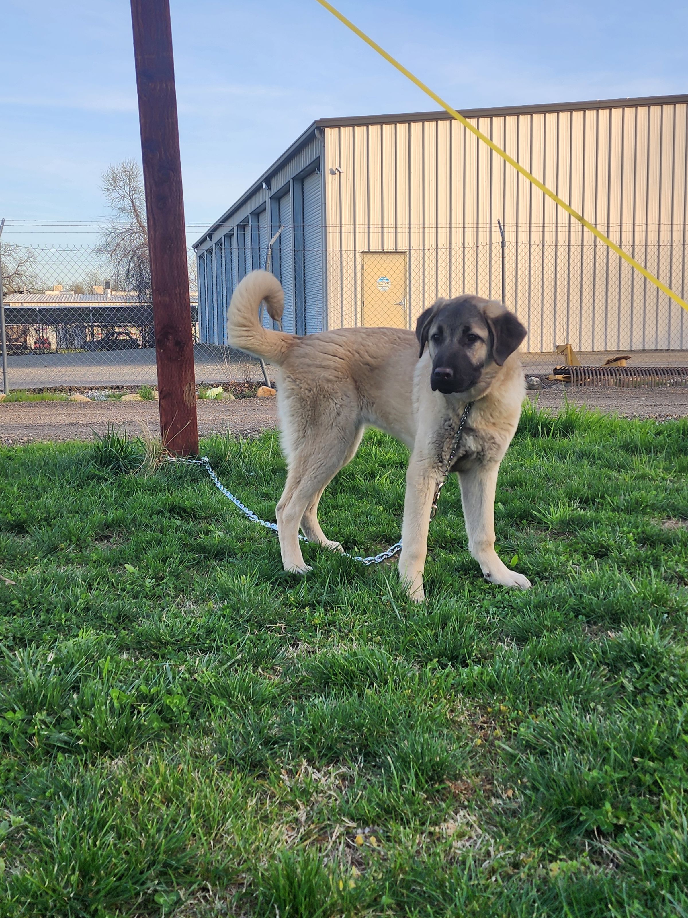 Vellmah 2024 Best In Show! 