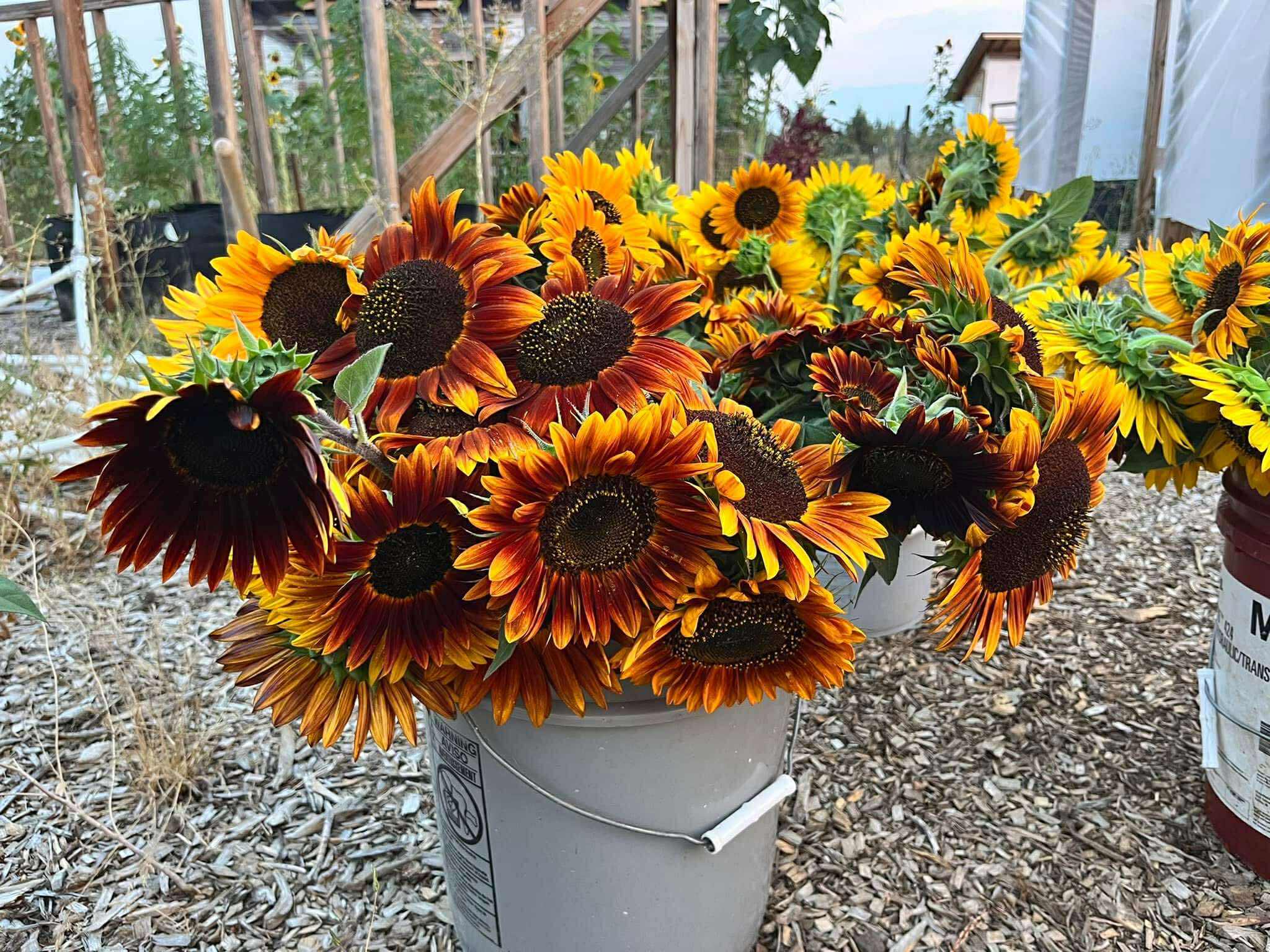 Stacia Roberts Sunflowers 