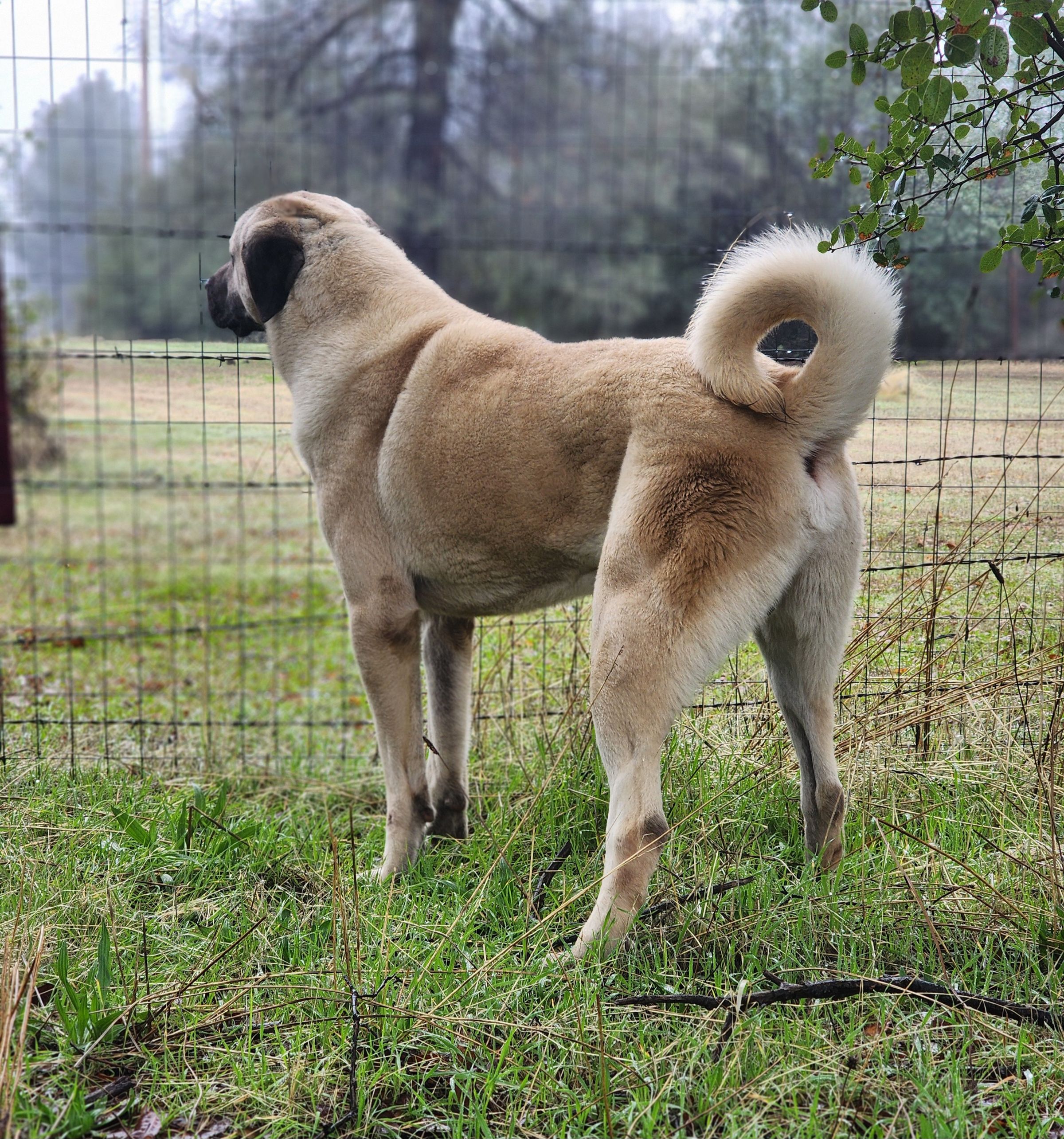 Kangal Shepard Dog 