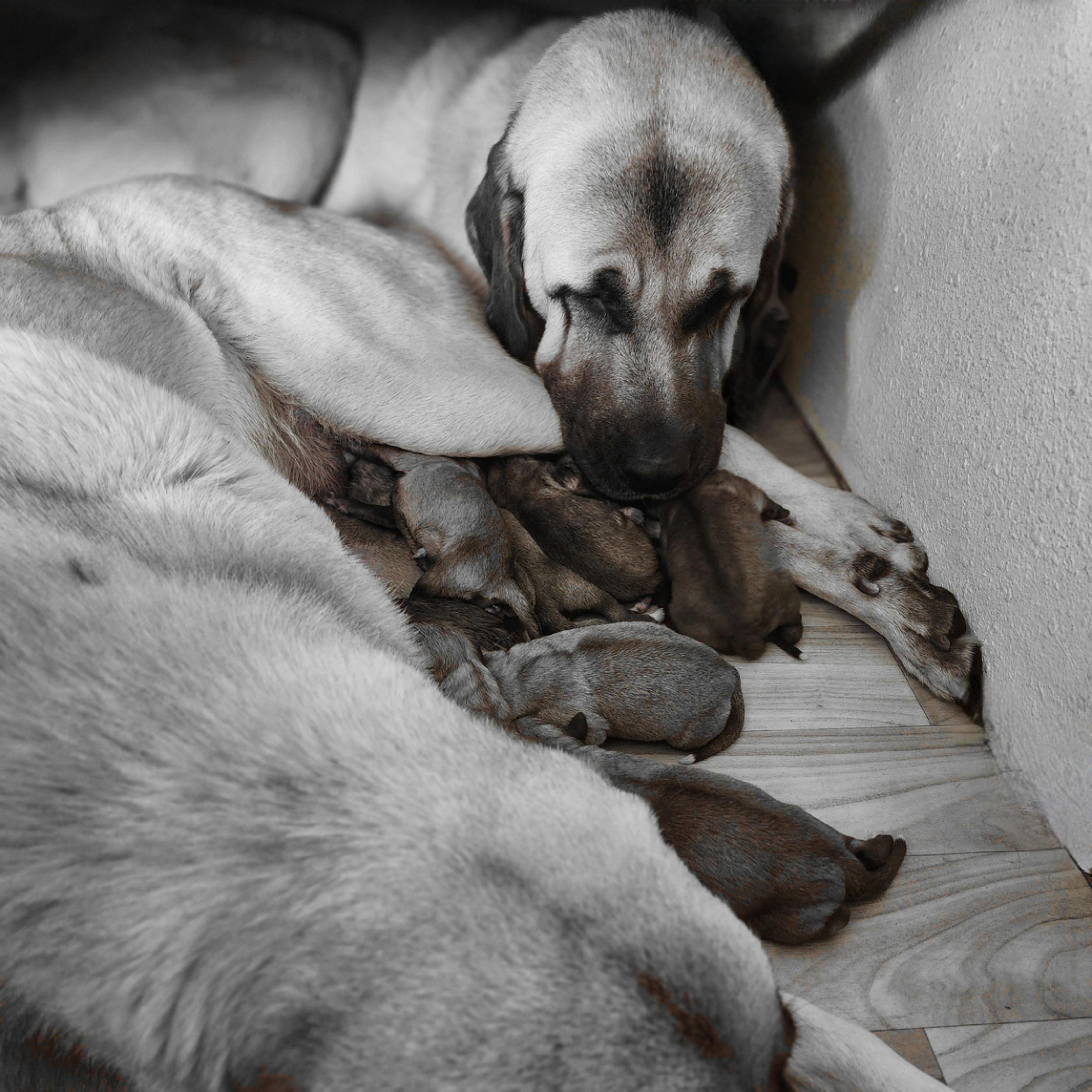 He Never Left Her Side 