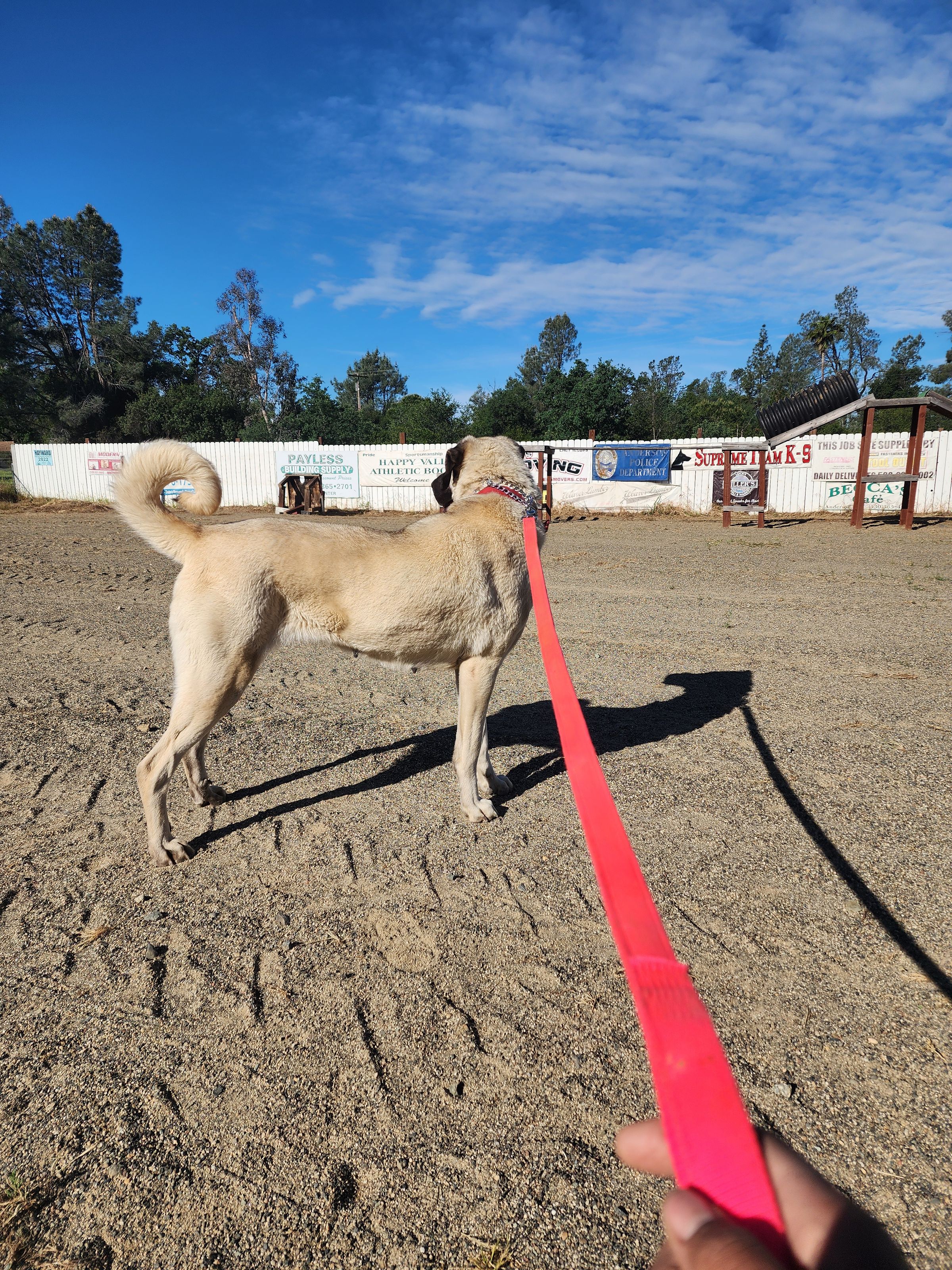 Valhalla Serenity Homestead - LGD Guardian Dogs 's image