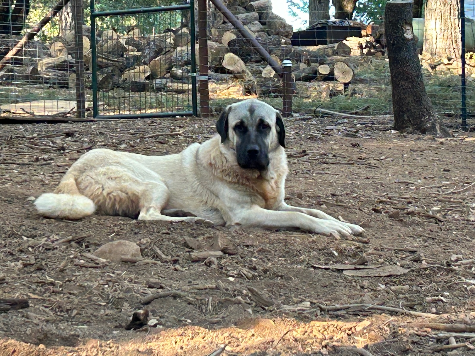 Valhalla Serenity Homestead Kangal Dog