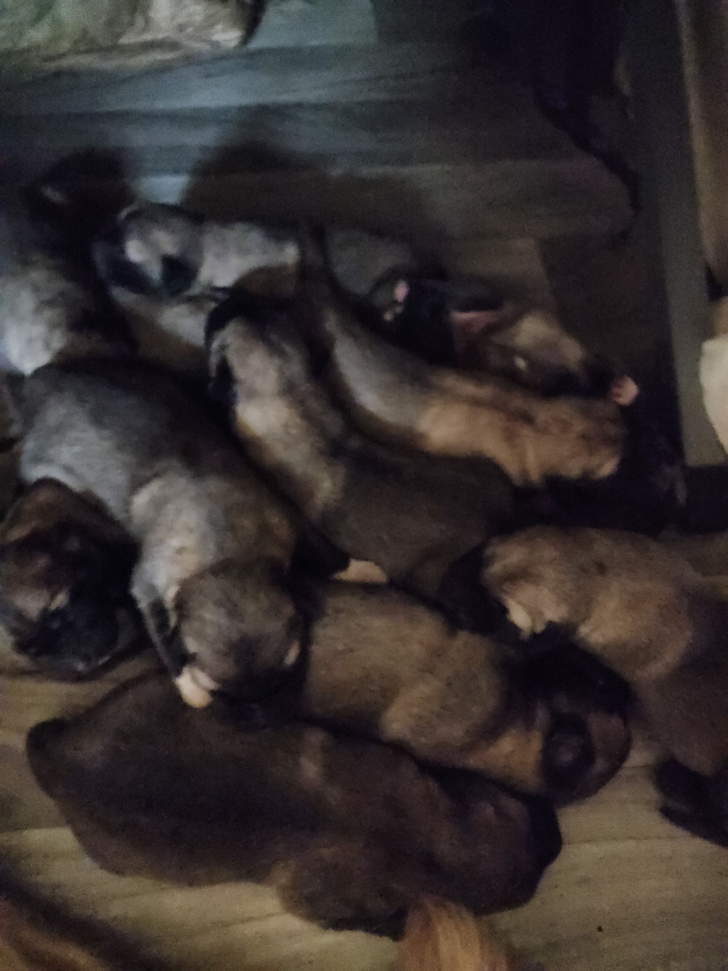 How many do you see?