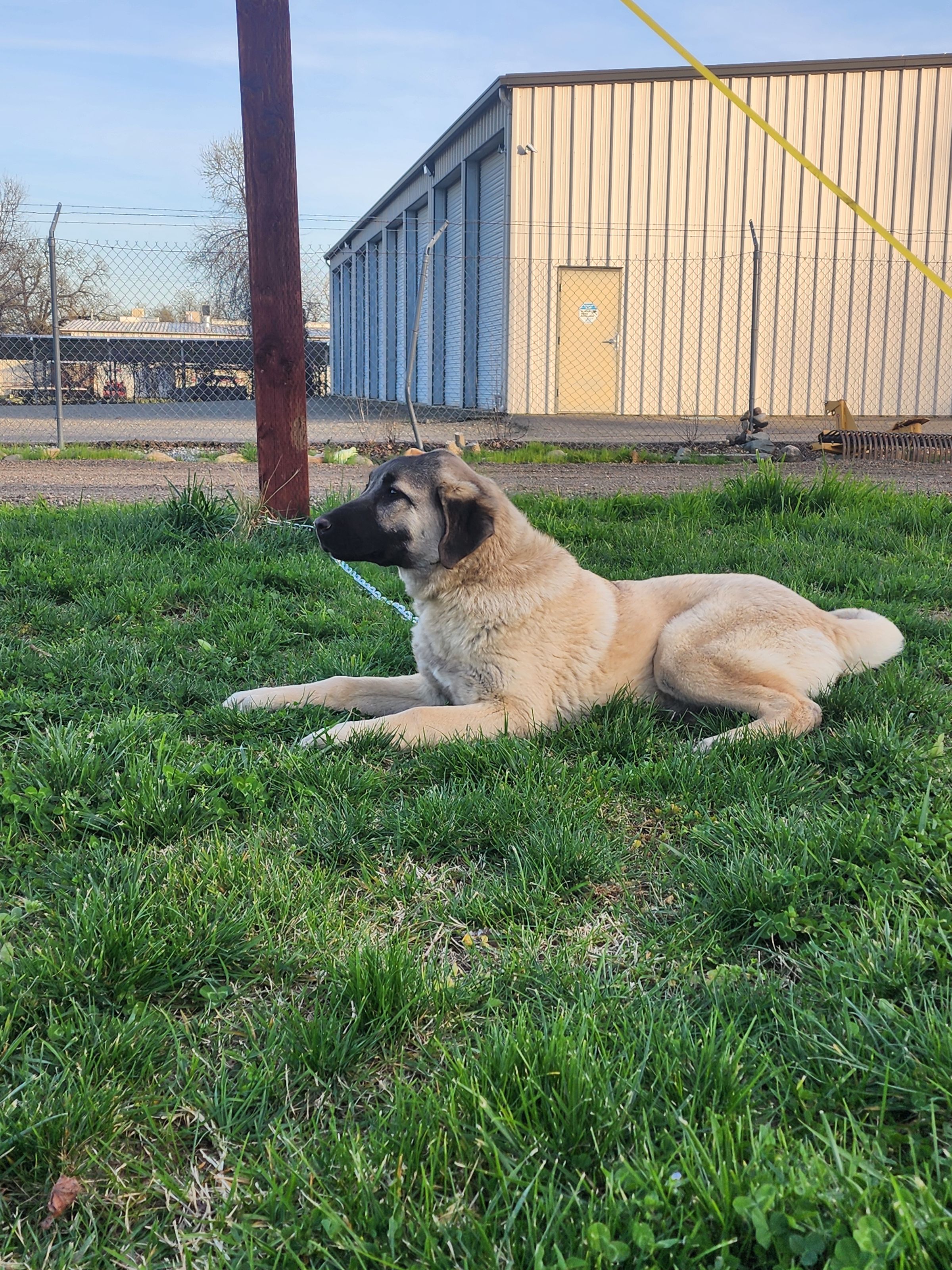 Best In Show 2024 UKC Vellmah 