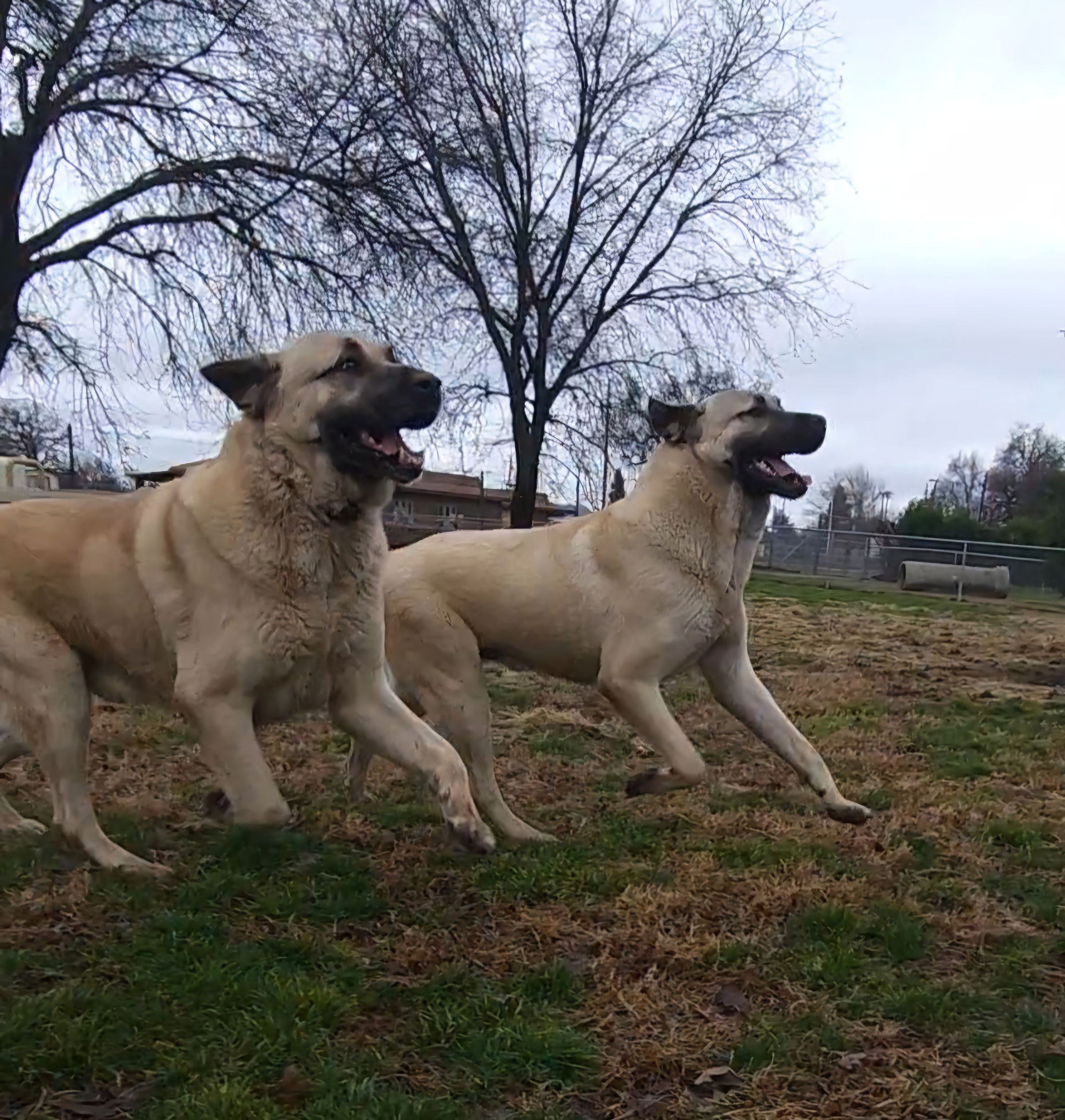 Father Rollex & Son Scoobiy-Dew 