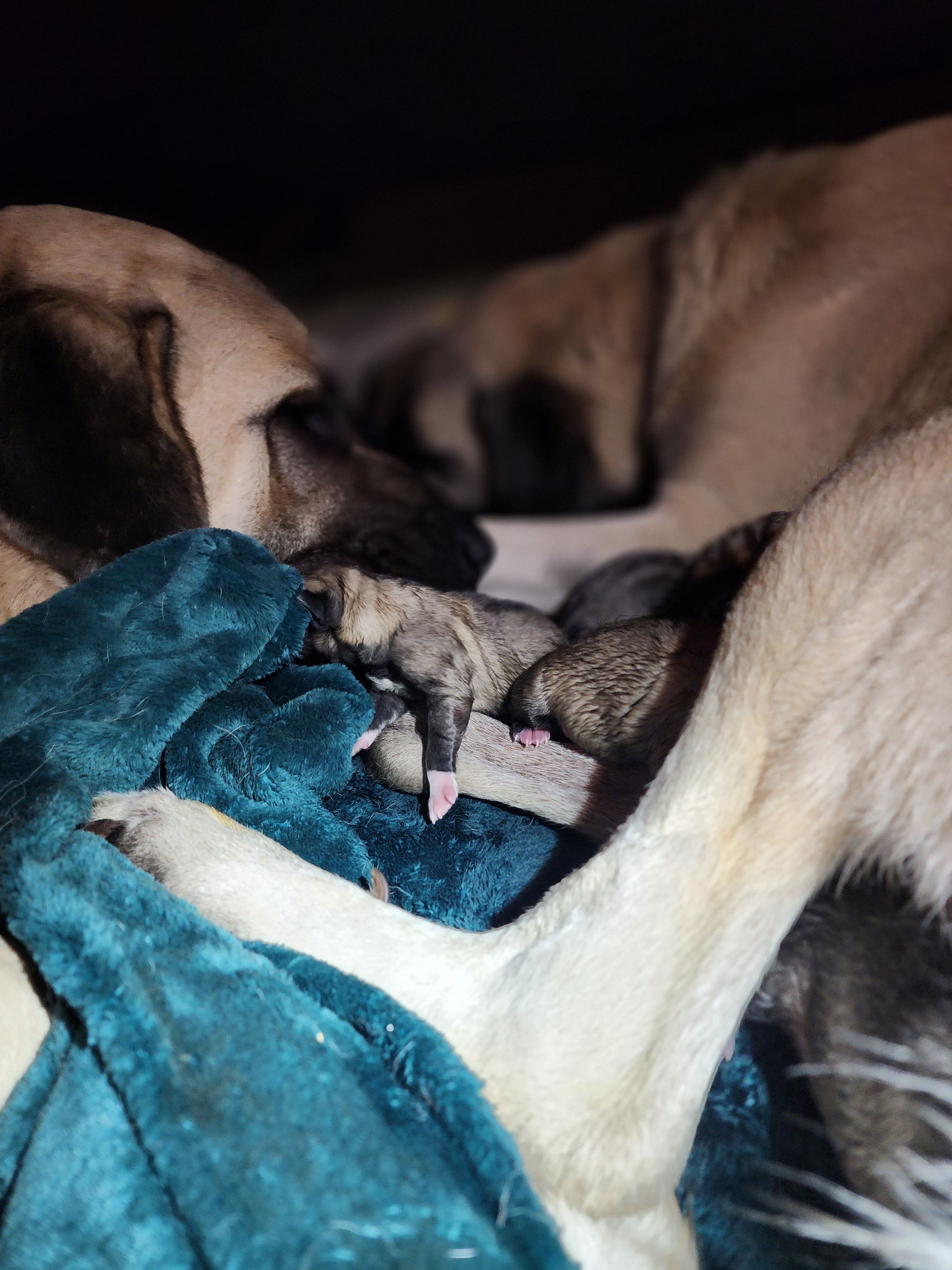 Christmas Puppies Christmas Joy 