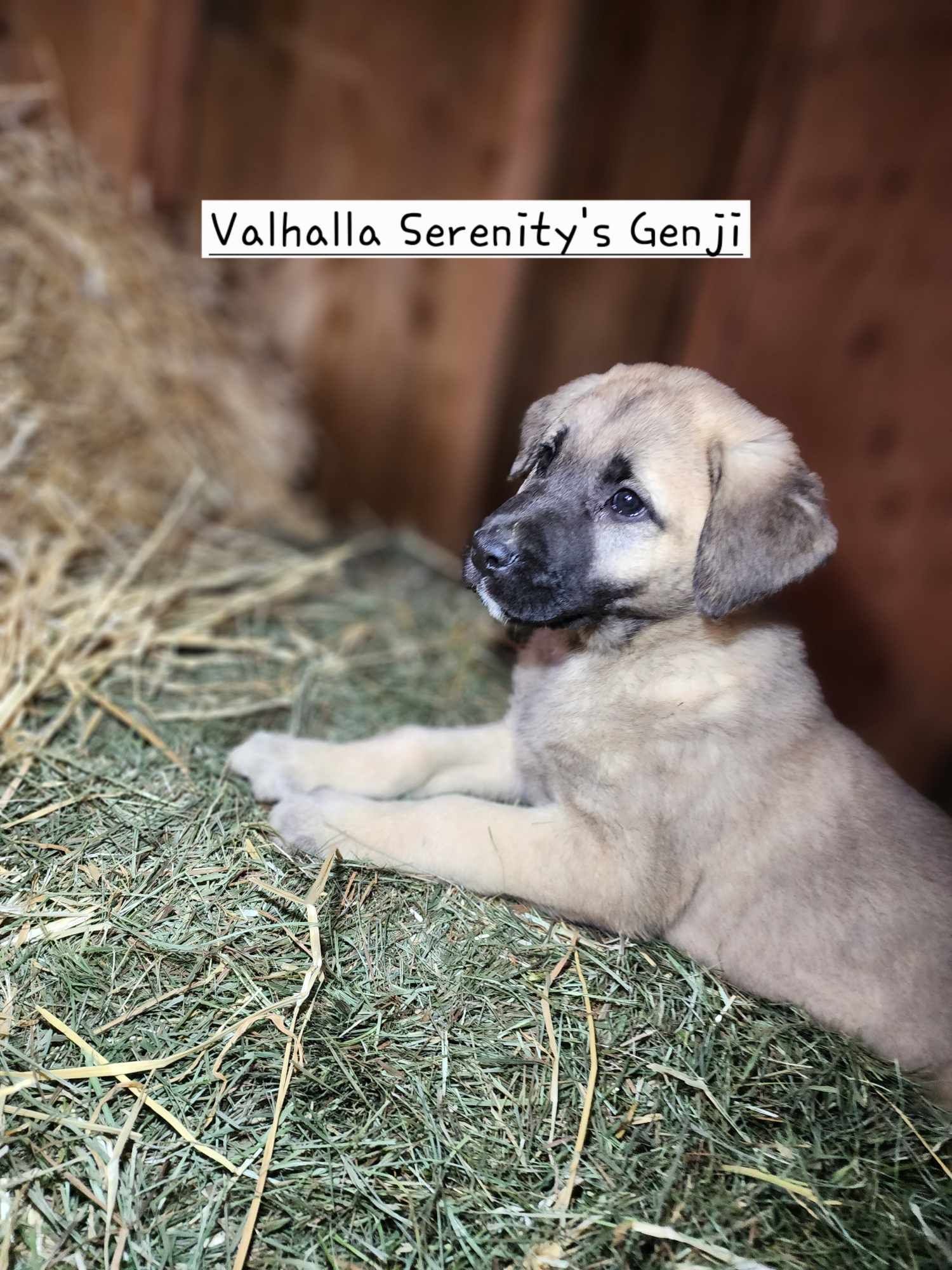 Just too freaking cute! 