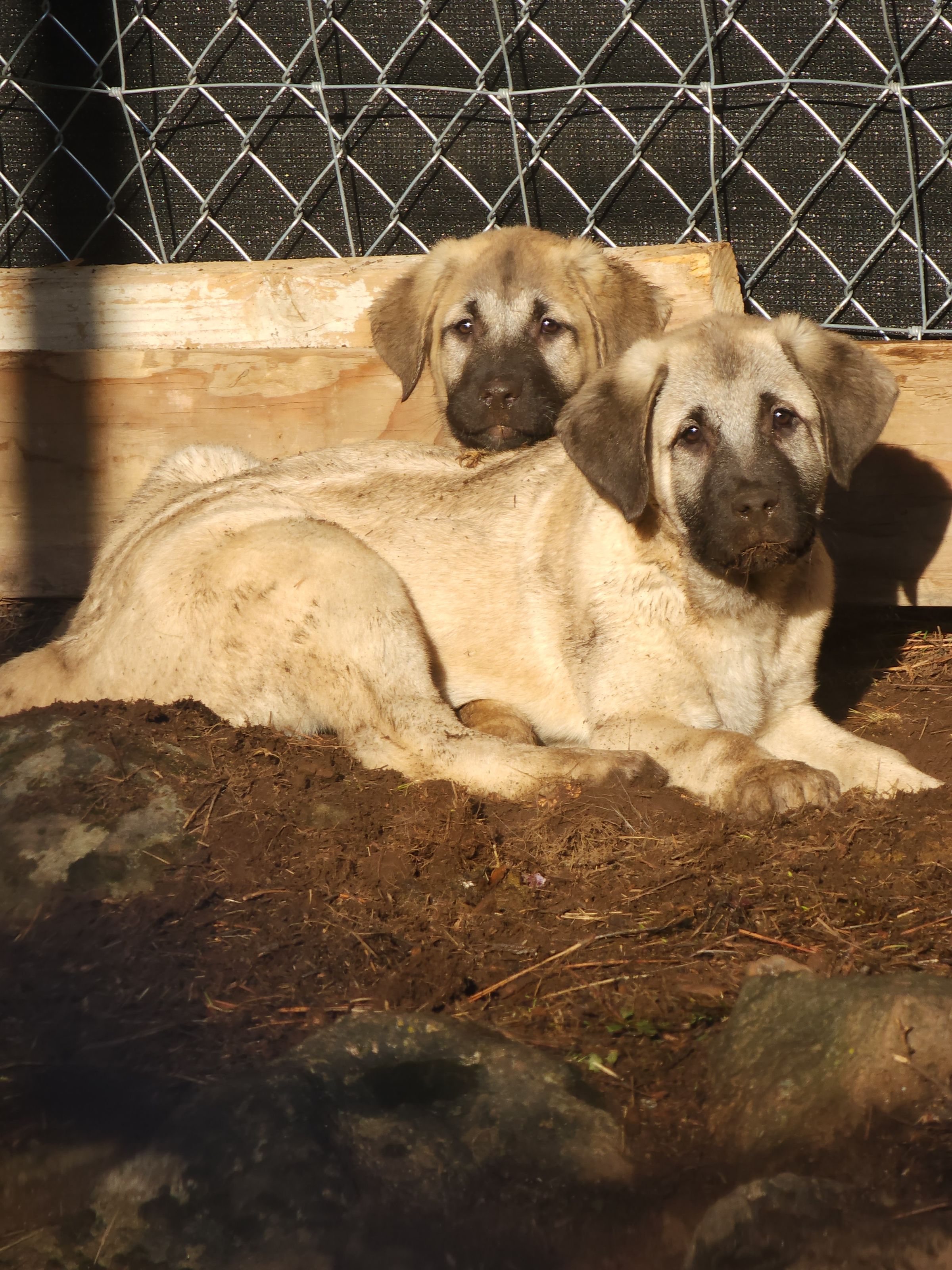 Farm Life IS the BEST Life
