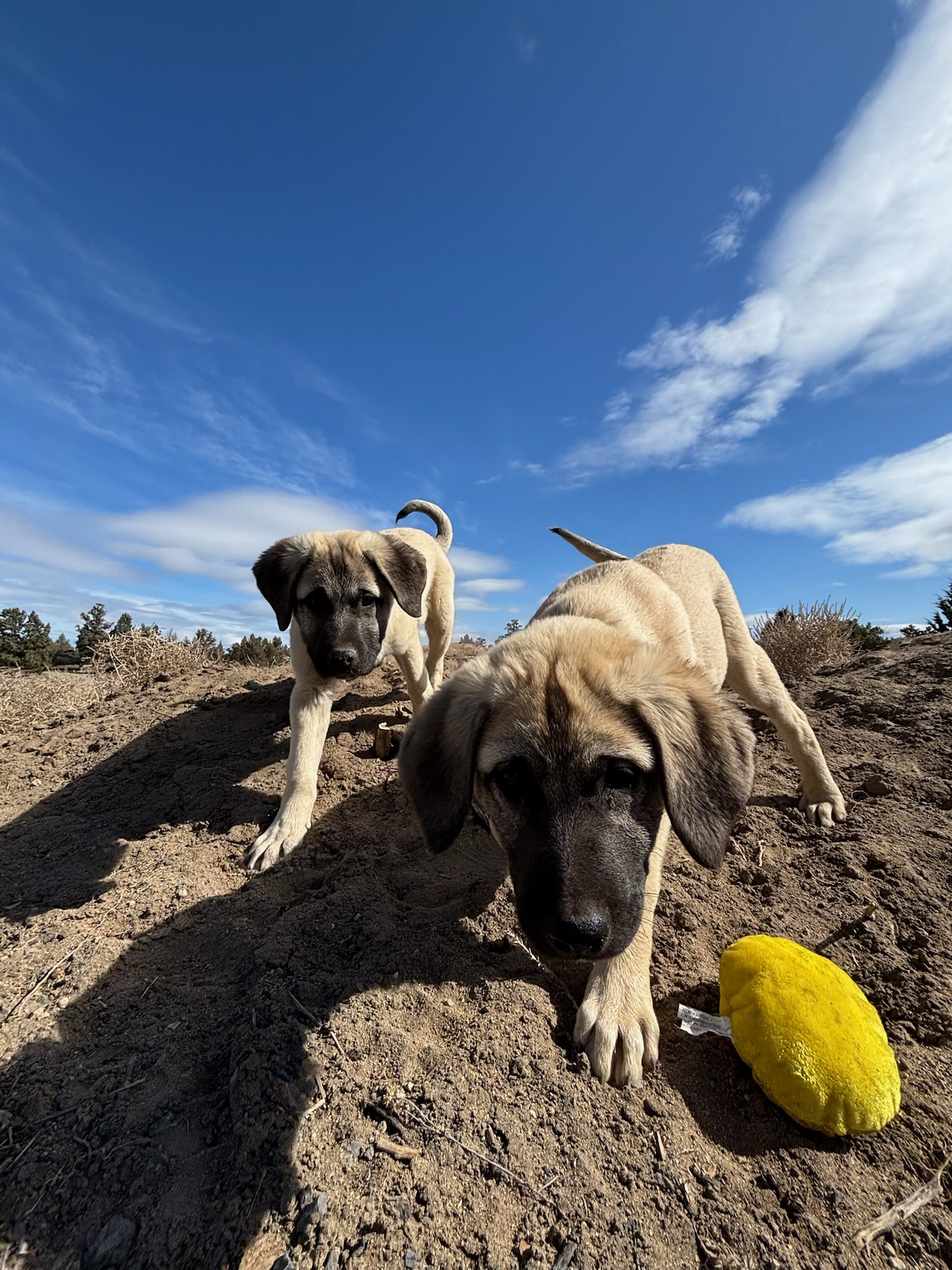 VSH Duo Jasmine & Sage