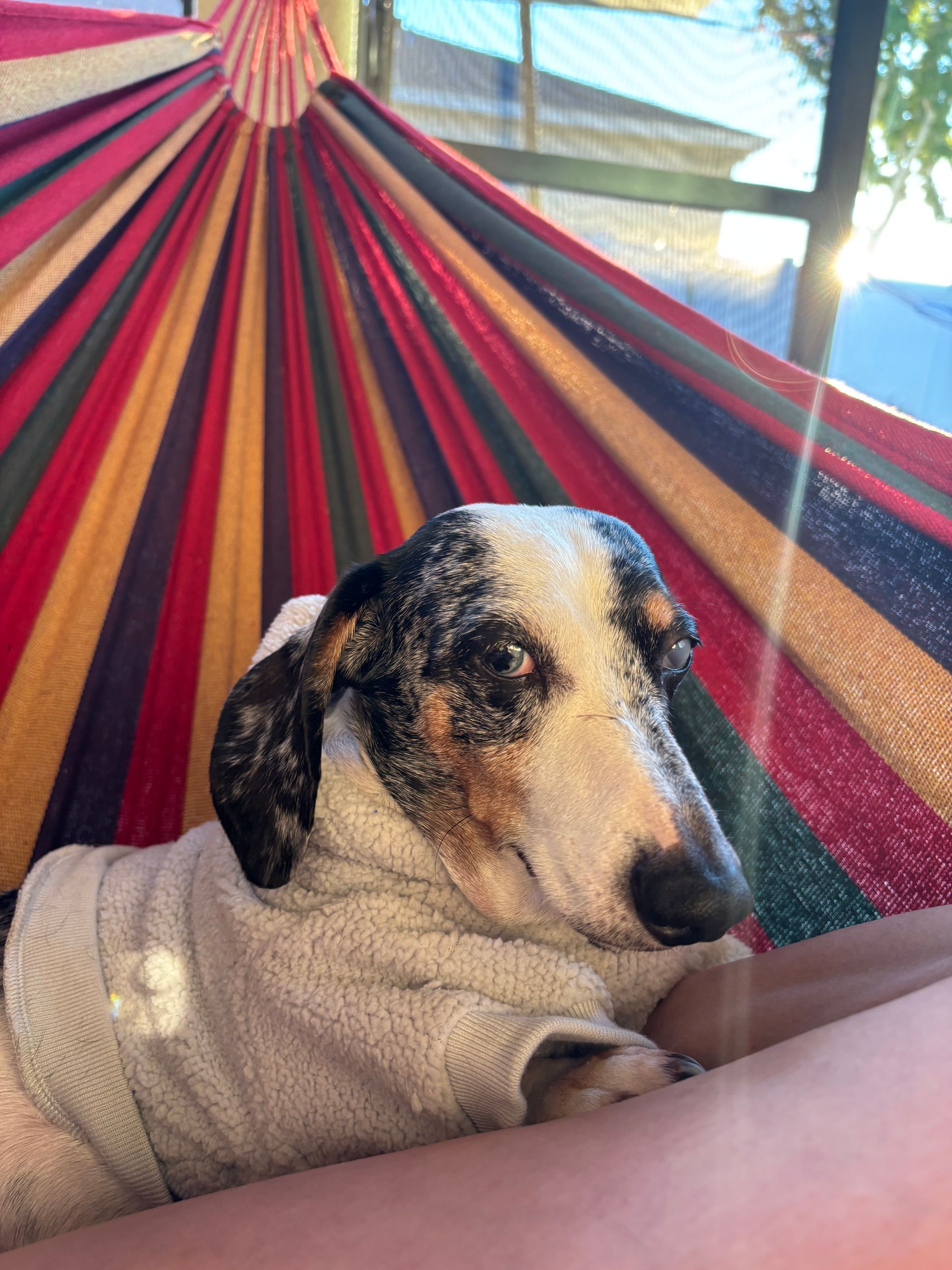 Student Success Mobile Educational Psychology 's image